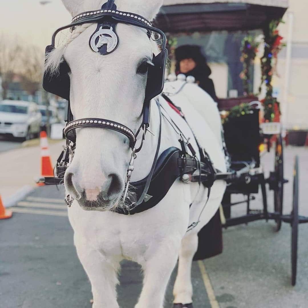 White horse with harness and blinders pulling a decorated cart, person in background, outdoor setting.
