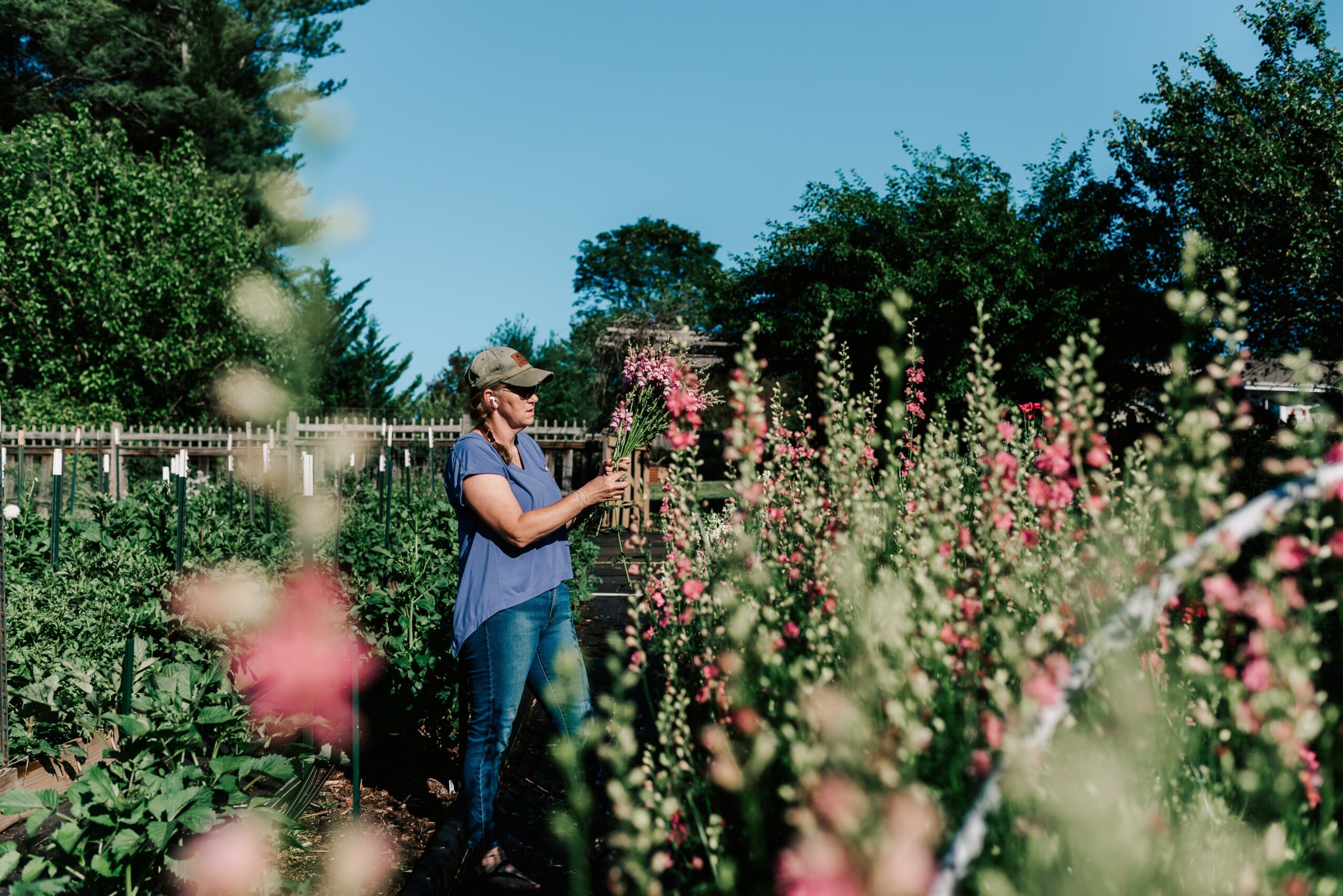 Woman in blue shirt and jeans tending to pink and white flowers in a garden, with trees and a fence in background.