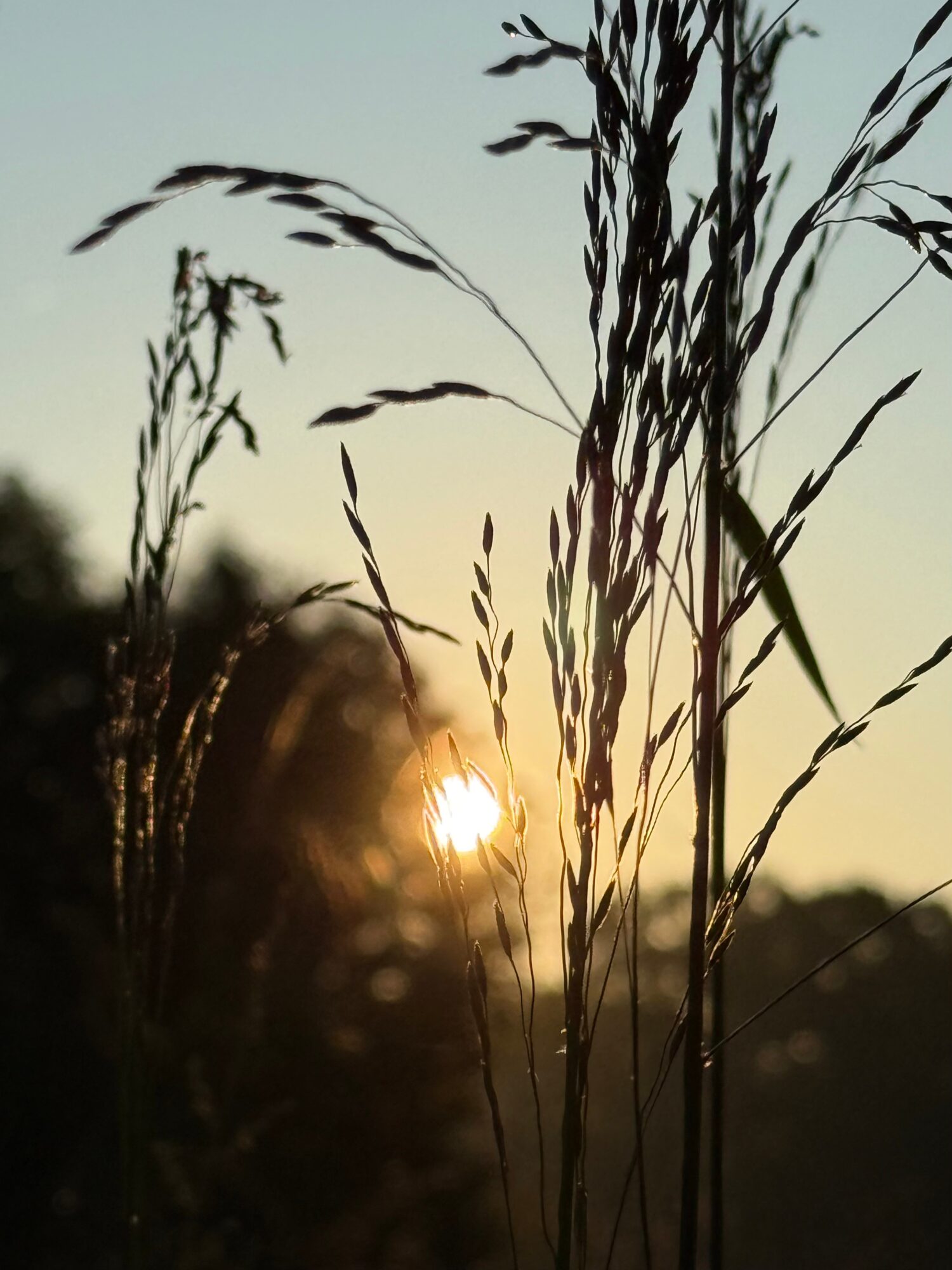 Tall grass with the sun setting behind, creating a warm glow and silhouette effect.