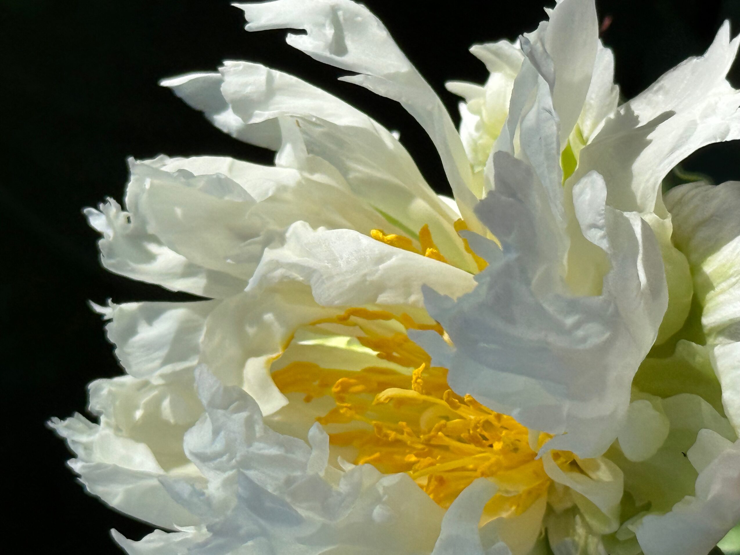 Close-up of a white flower with yellow stamens against a dark background.