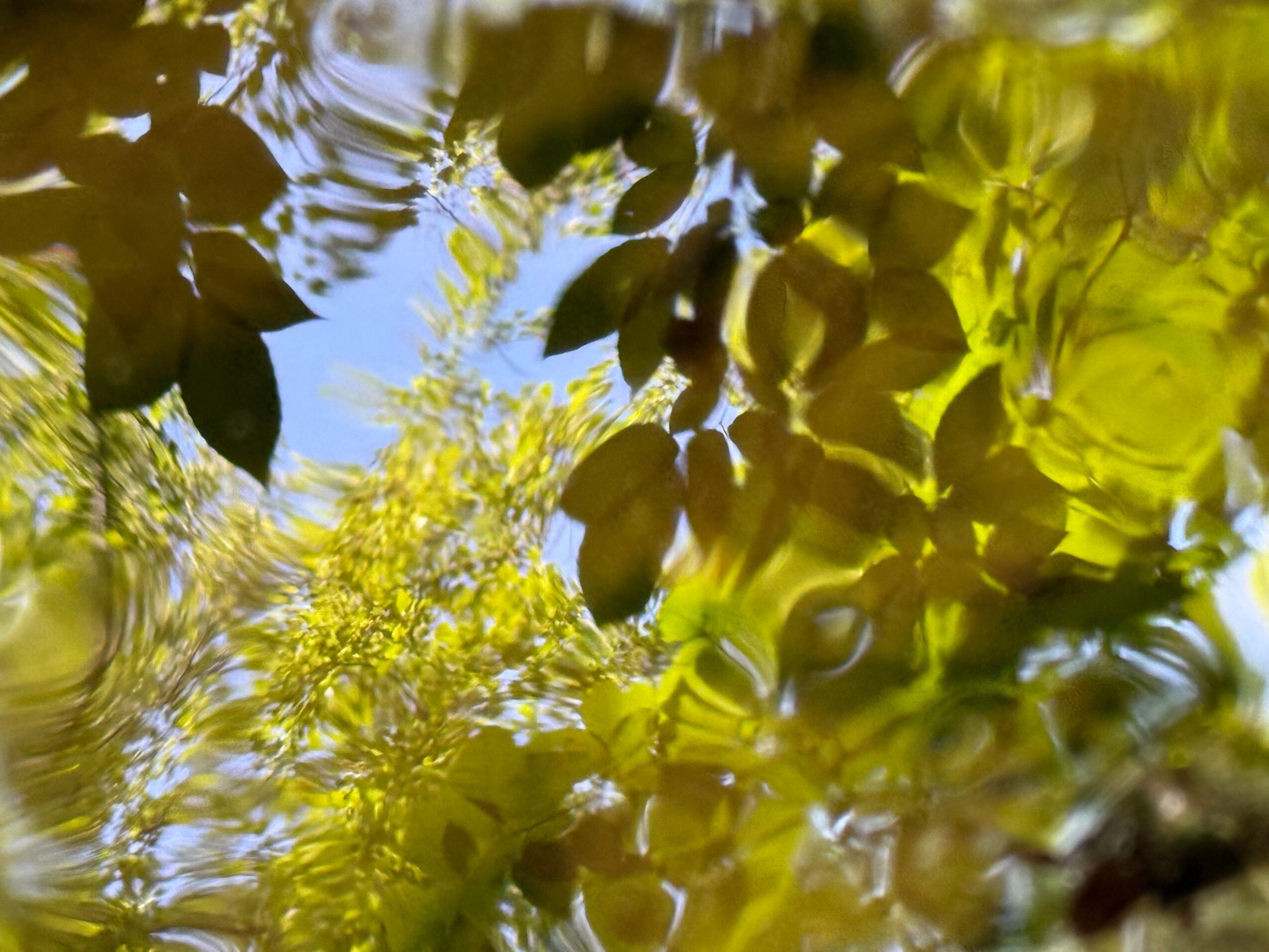 Reflections of leaves and sky on water surface with ripples, showing green and blue colors.