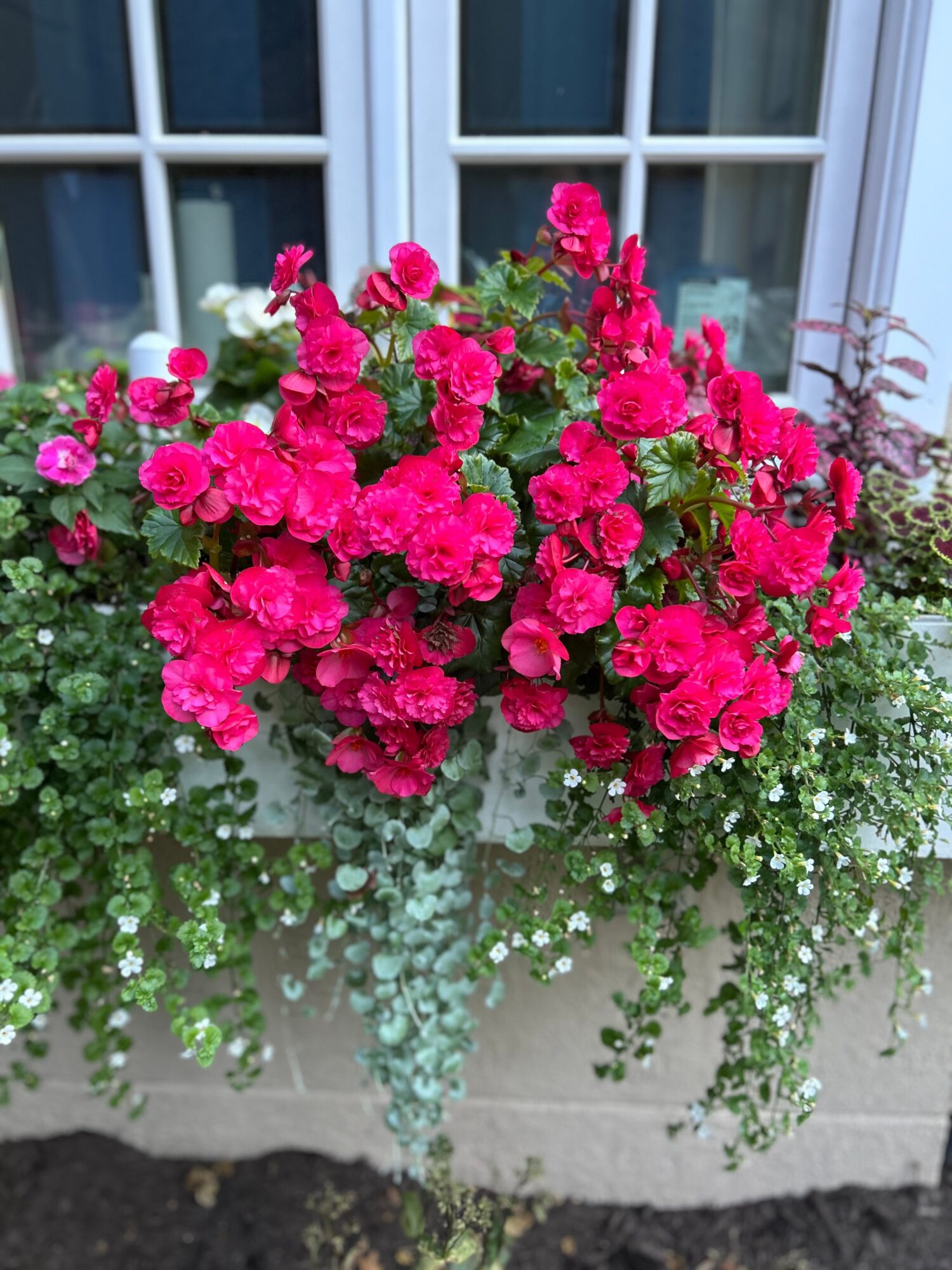 Bright pink flowers in a planter outside a window with white frames, surrounded by green foliage.