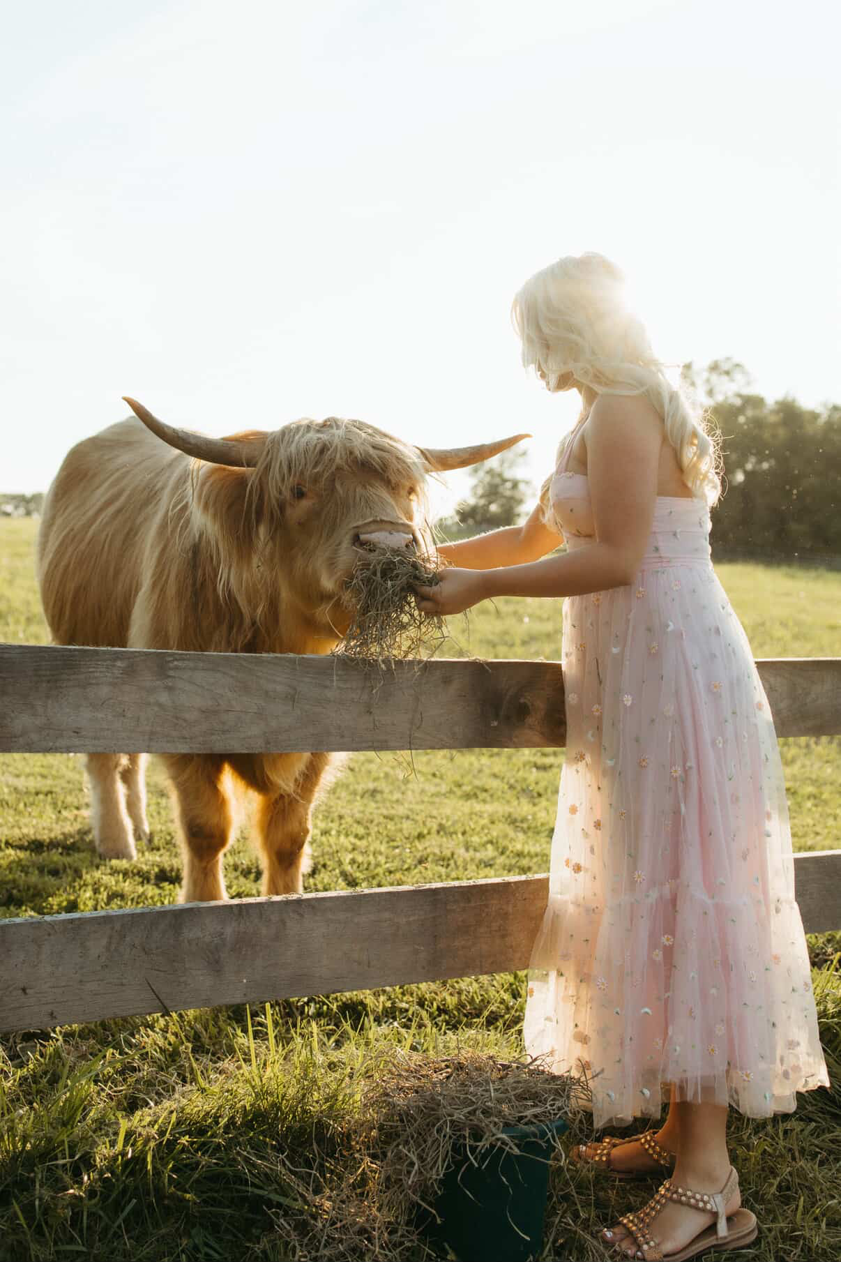 Girl in a pink dress feeding a Highland cow through a wooden fence outdoors, sunlight shining behind them.