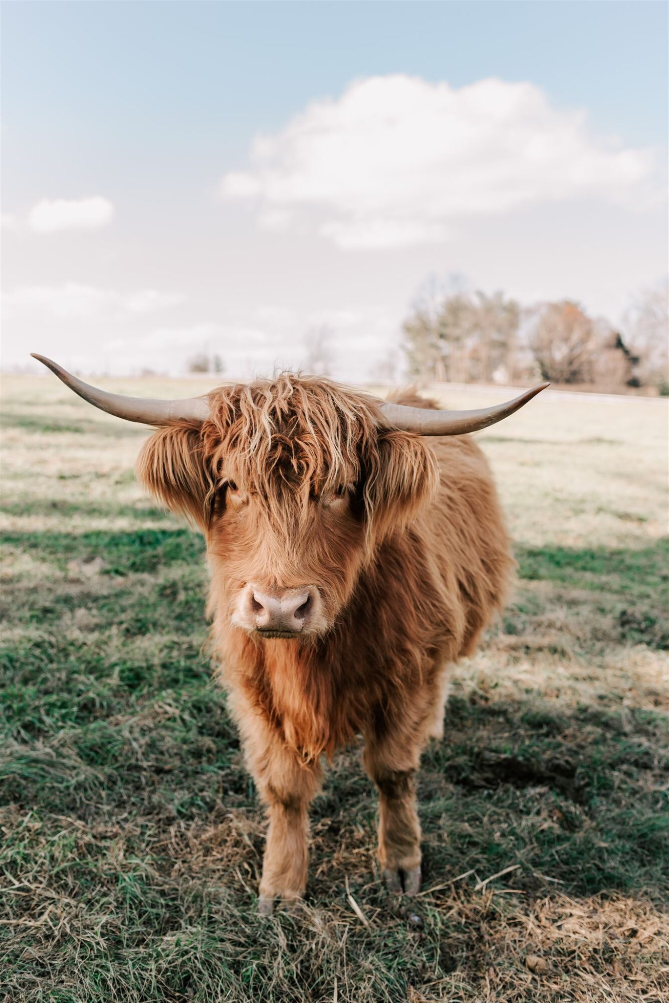 Highland cow with long horns standing in a grassy field under a partly cloudy sky.