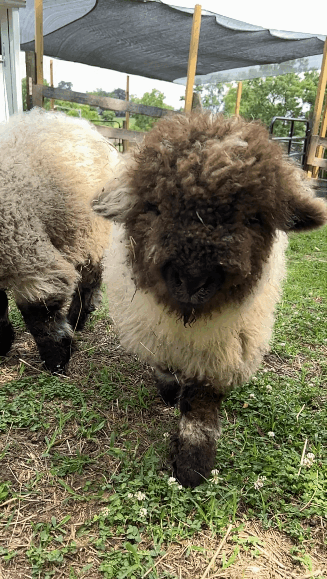 Close-up of a fluffy brown and white sheep standing on grass outdoors, with another sheep partially visible nearby.
