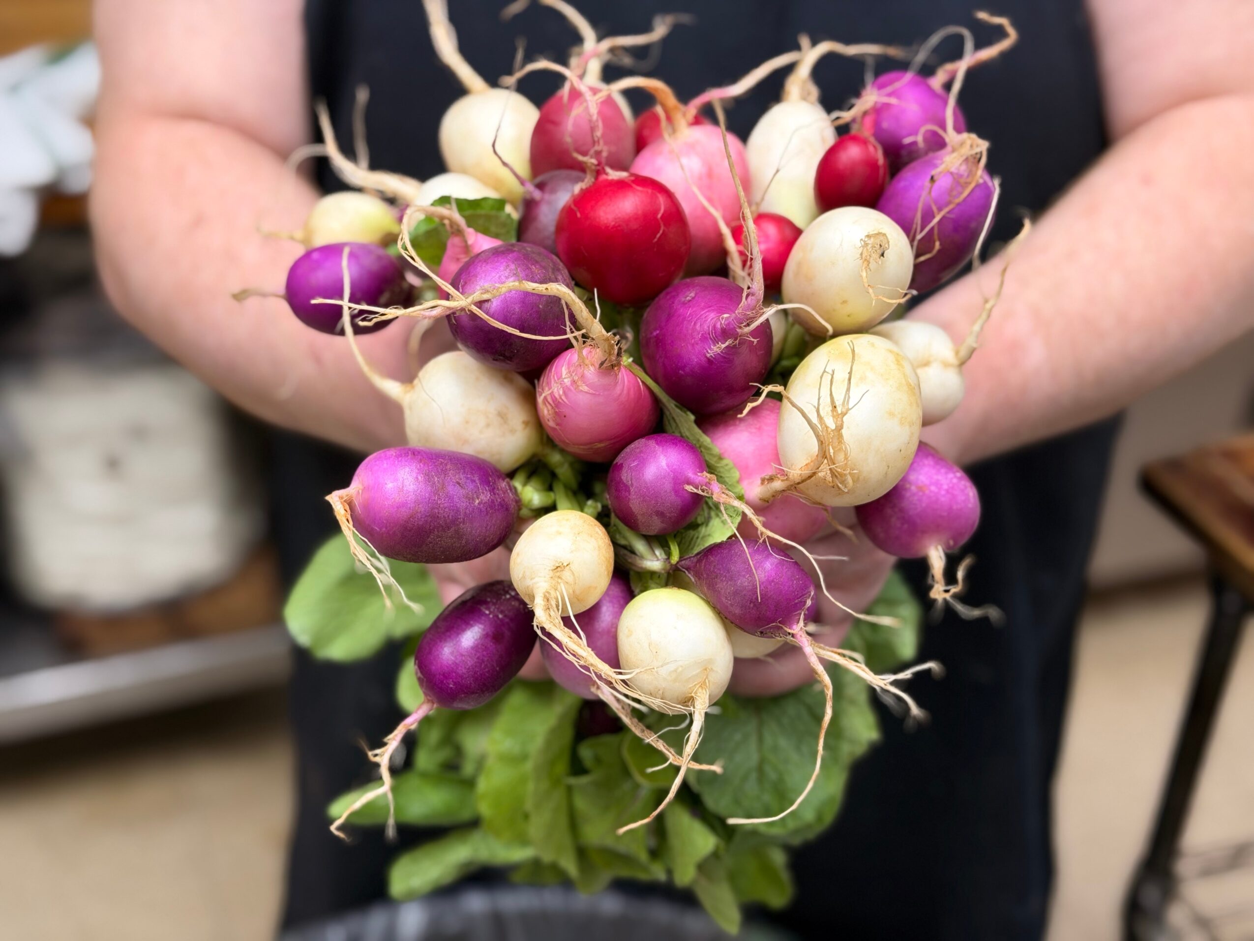 Person holding a colorful bunch of radishes with purple, white, and red bulbs and green leaves.