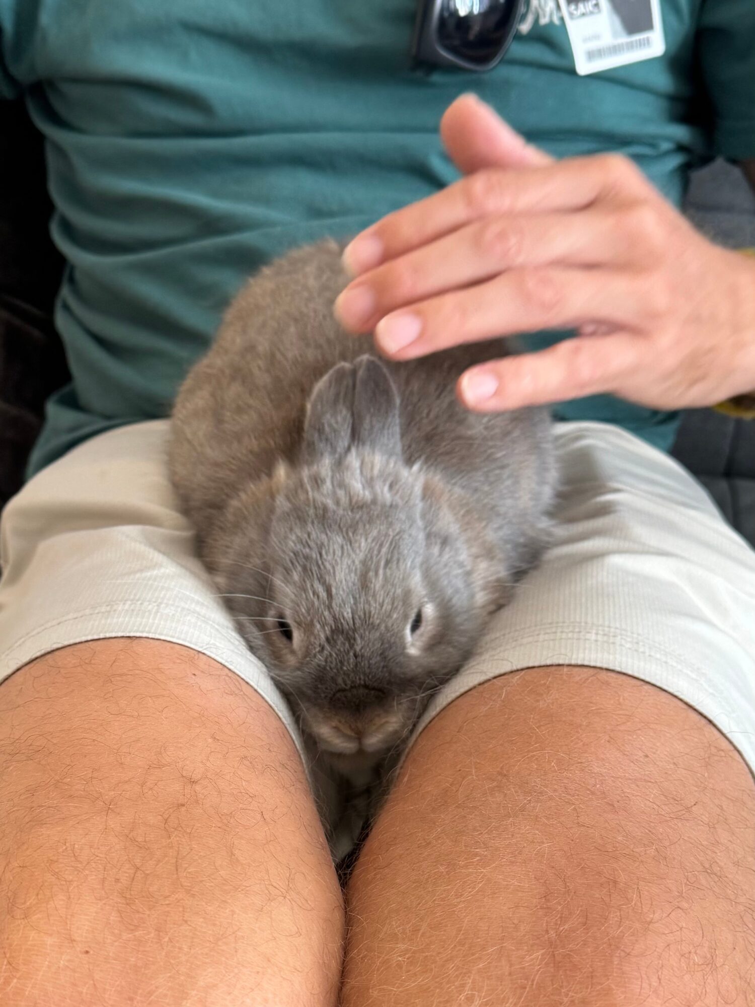 Person sitting with a gray rabbit on their lap, petting it gently, wearing beige shorts and a green shirt.