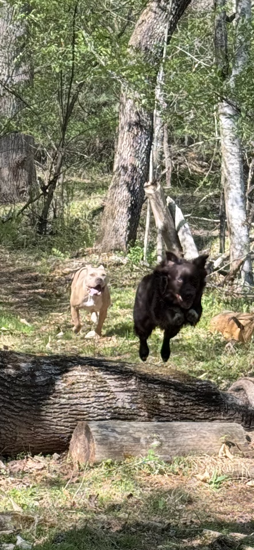 Two dogs running in a forested area with trees and greenery, one black and one light-colored, near a fallen log.