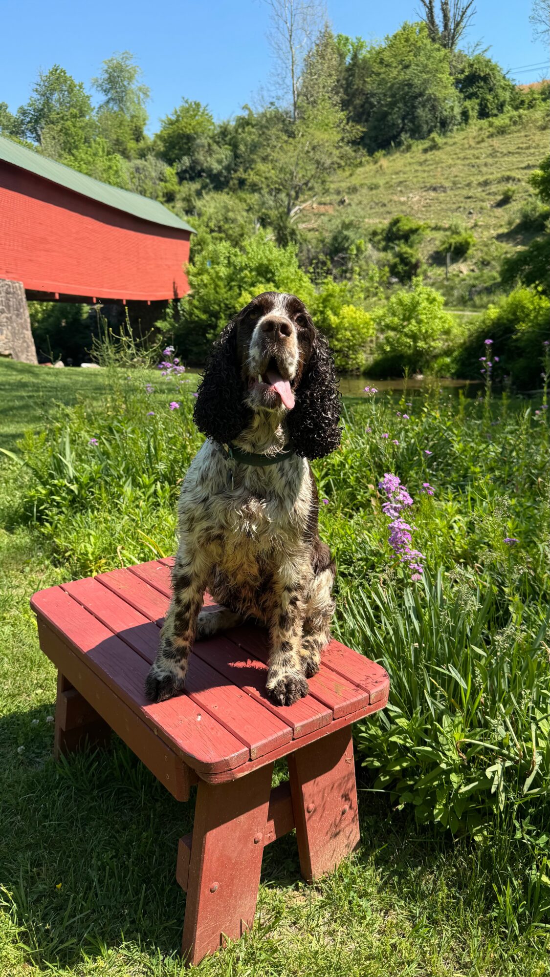 Dog sitting on a small red bench outdoors with green grass, plants, and a hillside in the background.