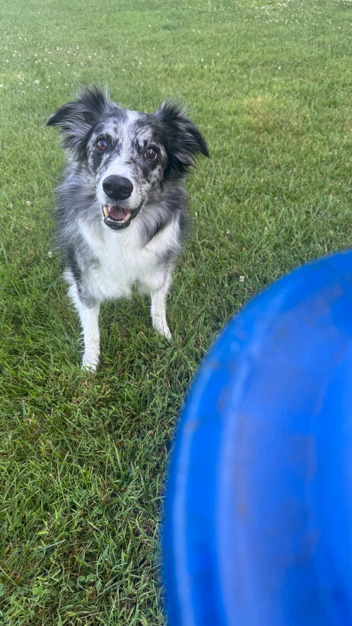 Dog with black and white fur standing on grass, looking at the camera, with a blue object partially visible in the foreground.