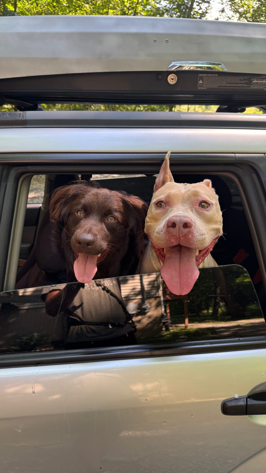 Two dogs sticking their heads out of a car window, with trees and sky in the background.