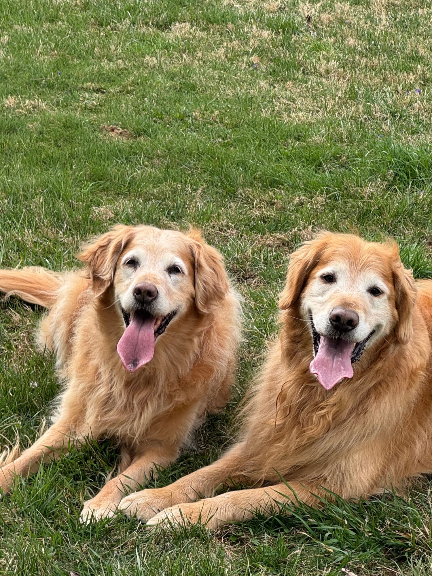 Two golden retrievers lying on grass with tongues out, facing forward, outdoors.