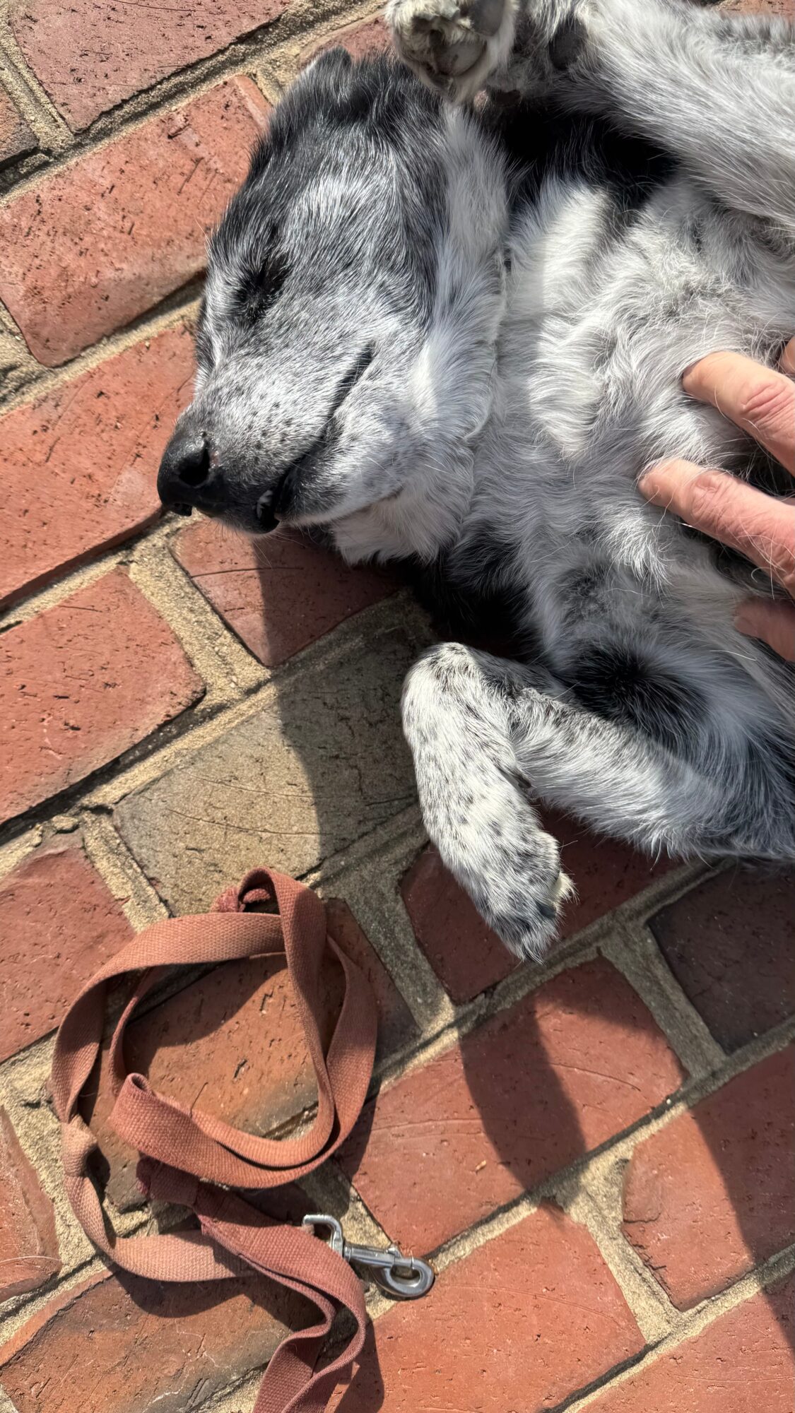 Dog lying on brick pavement with eyes closed, person’s hand on its side, and a brown leash nearby.