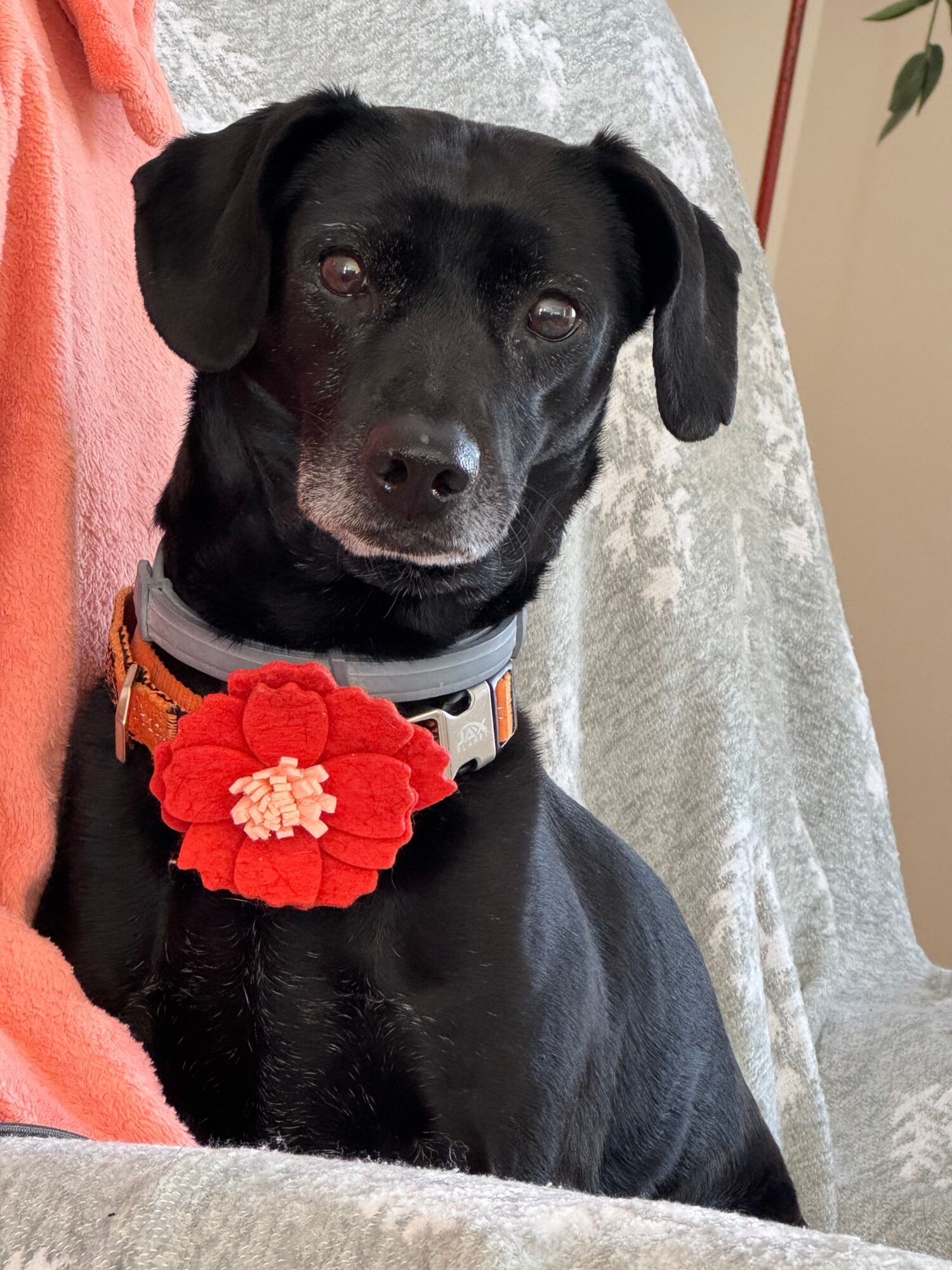 Black dog with a red flower collar lying on a bed, looking at the camera.