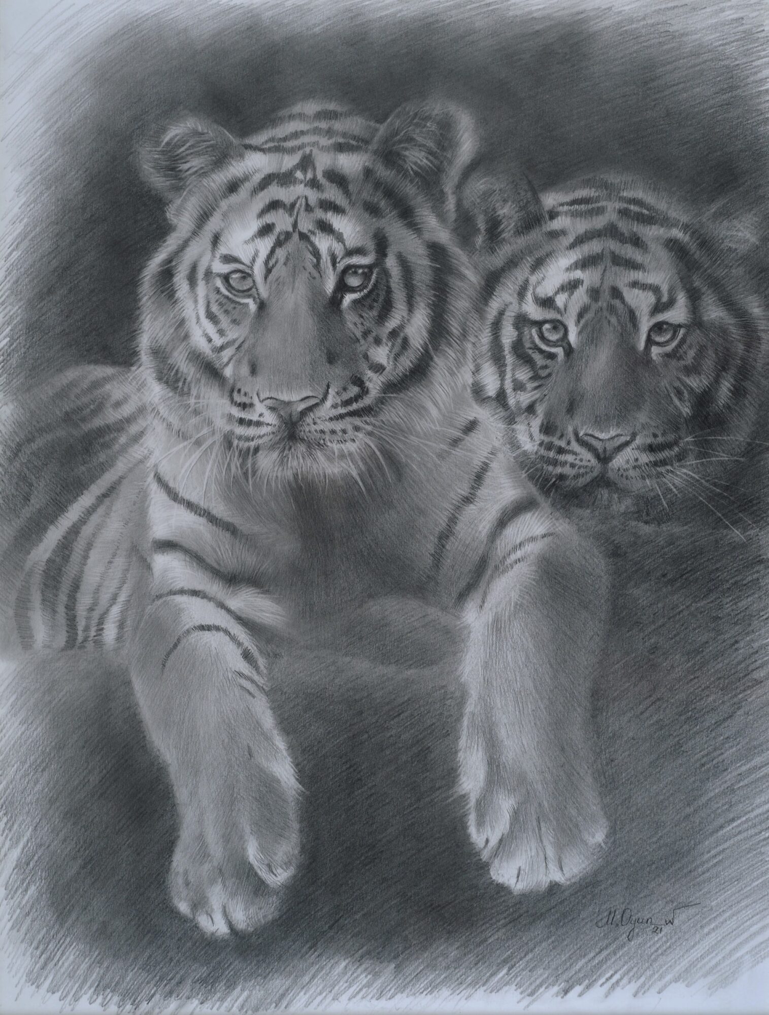 Two tigers lying close together, facing forward, with detailed fur and intense eyes, in a realistic black-and-white drawing.