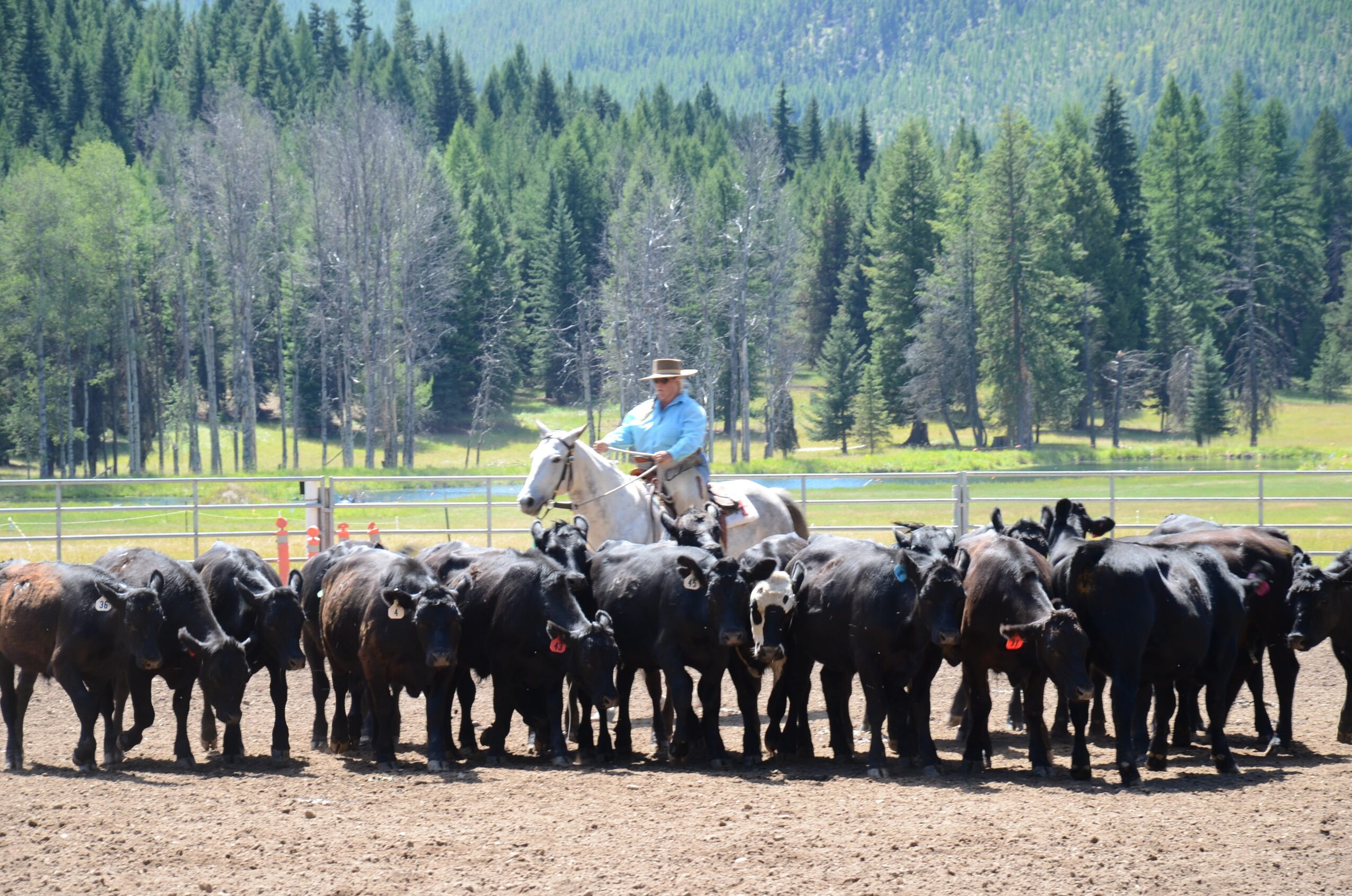 Person riding a horse among a herd of cattle in a rural area with trees and mountains in the background.