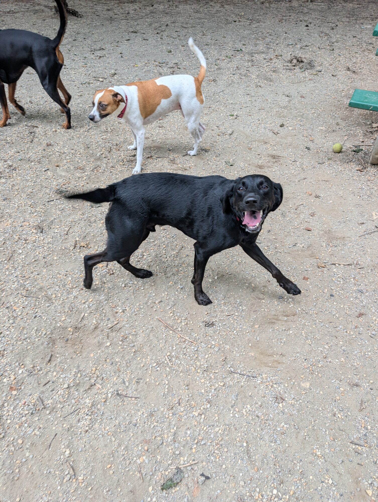 Three dogs on a dirt ground, one black dog in front with mouth open, two others in the background, one white and brown, one black and brown.