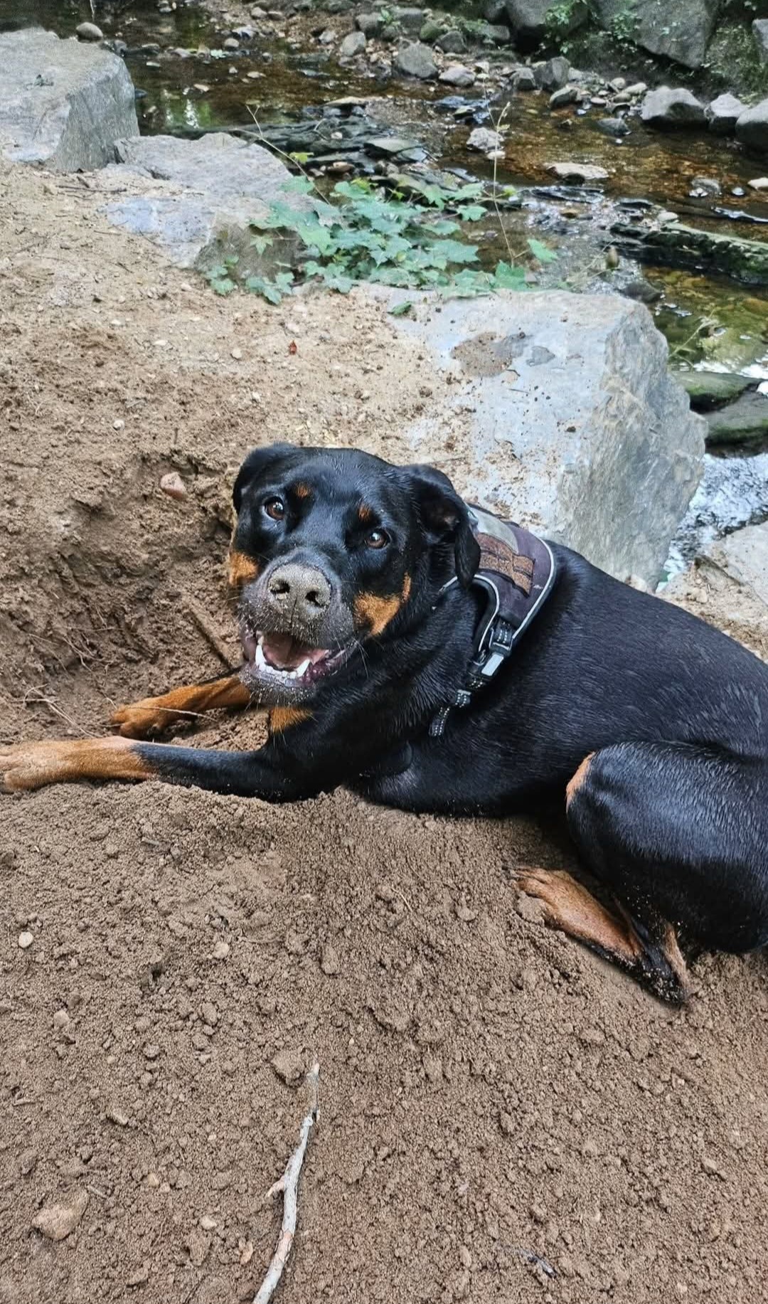 Dog lying on dirt near rocks and a stream, looking at the camera with mouth open.