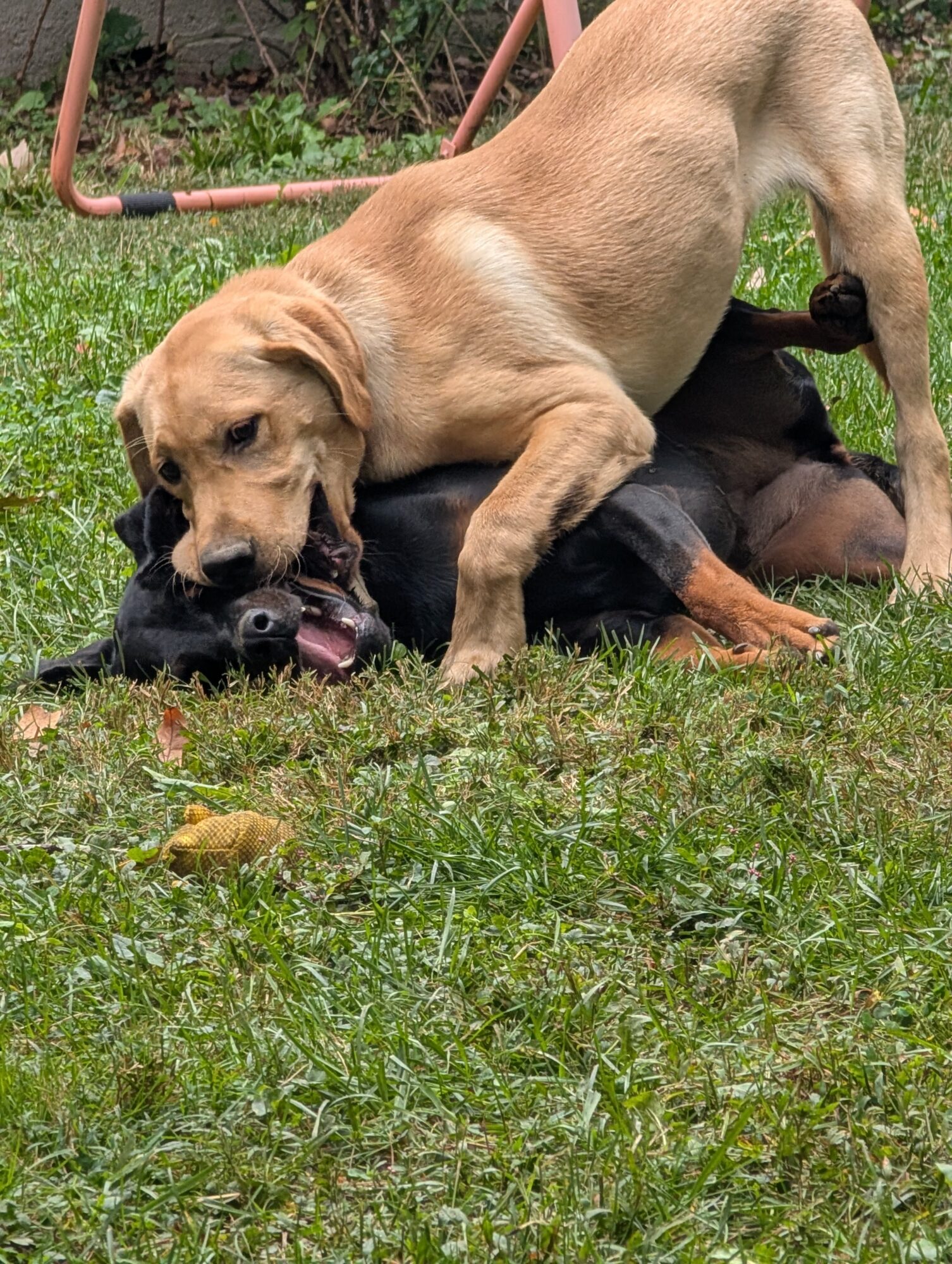 Two dogs playing on grass, one tan and the other black, with a garden and outdoor furniture in the background.