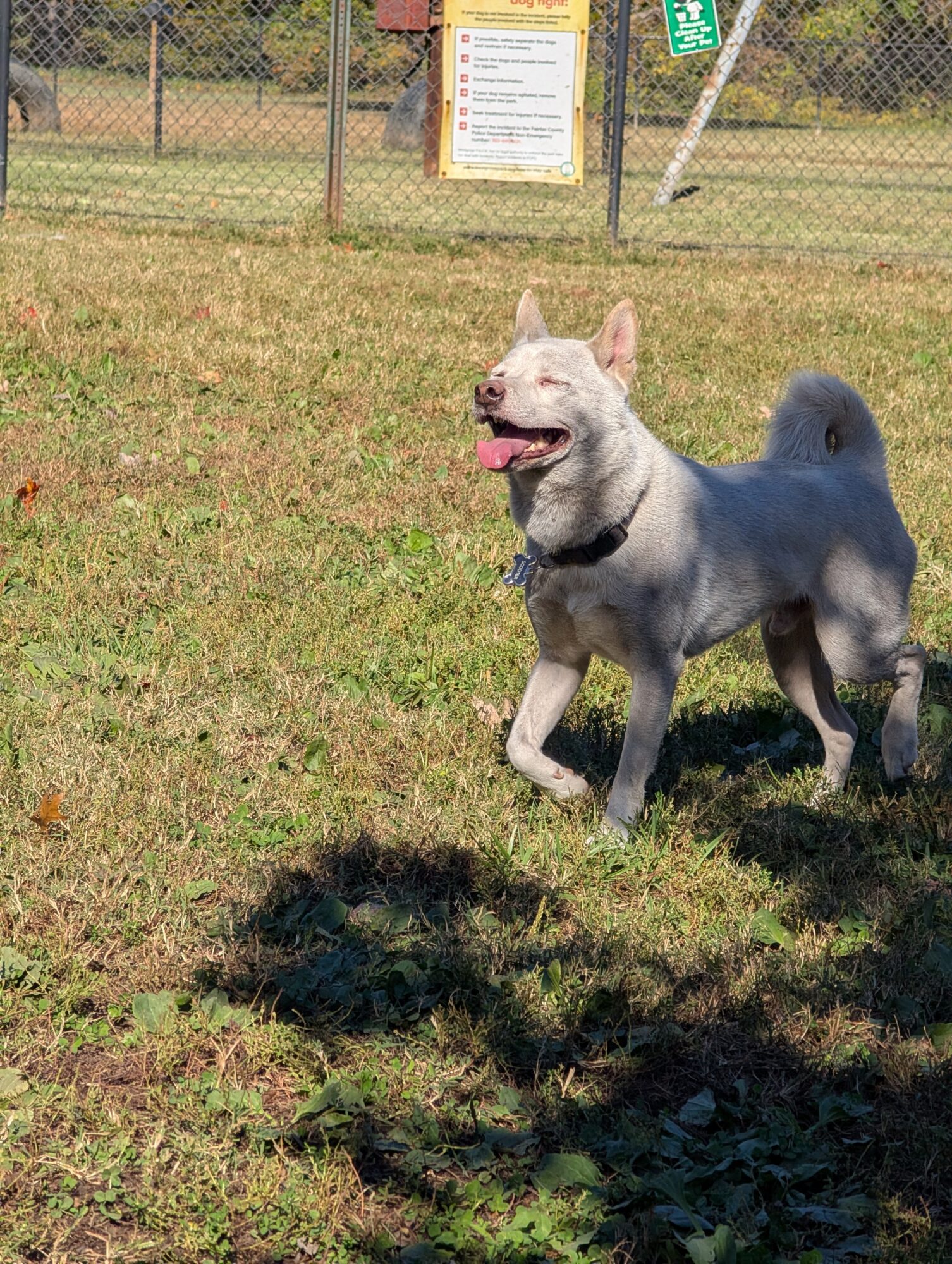 A dog running on grass with a fence and sign in the background, sunlight casting shadows, and a clear sky.