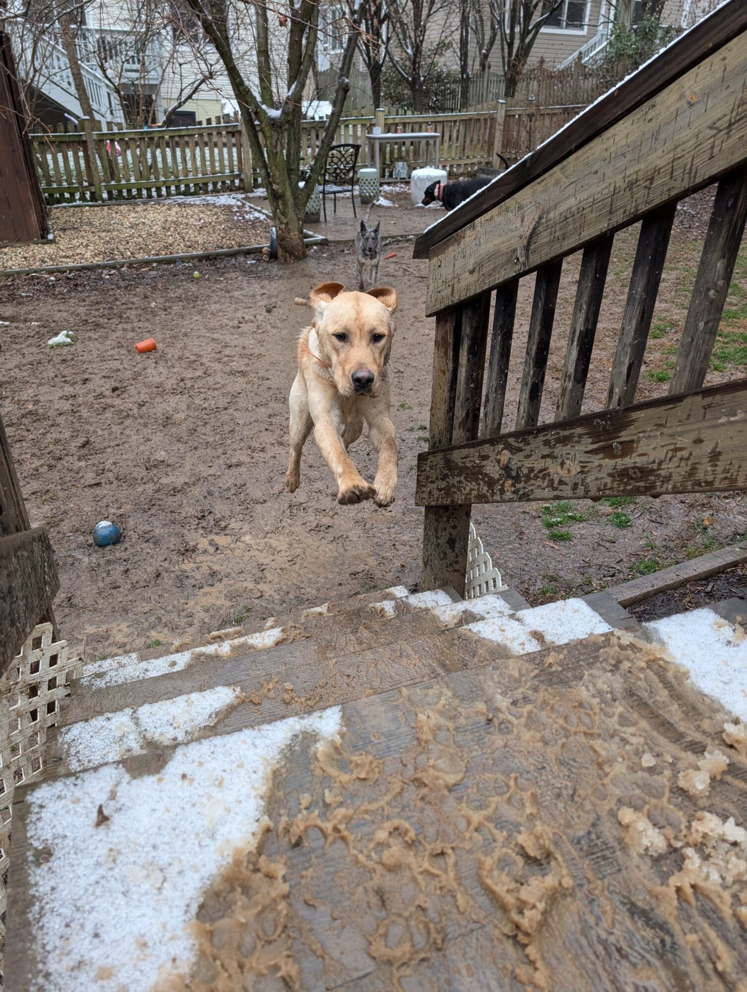 Dog jumping off stairs into yard with trees and a fence in background, muddy ground, and scattered toys