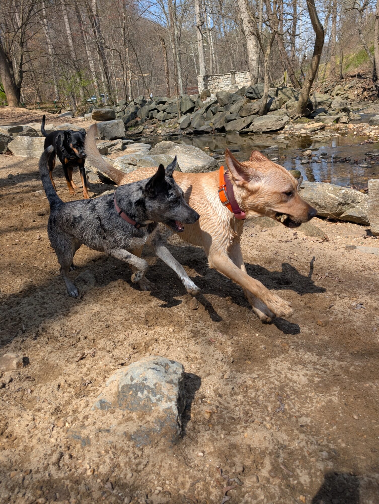 Three dogs running on a dirt path near a stream with rocks and trees in the background.