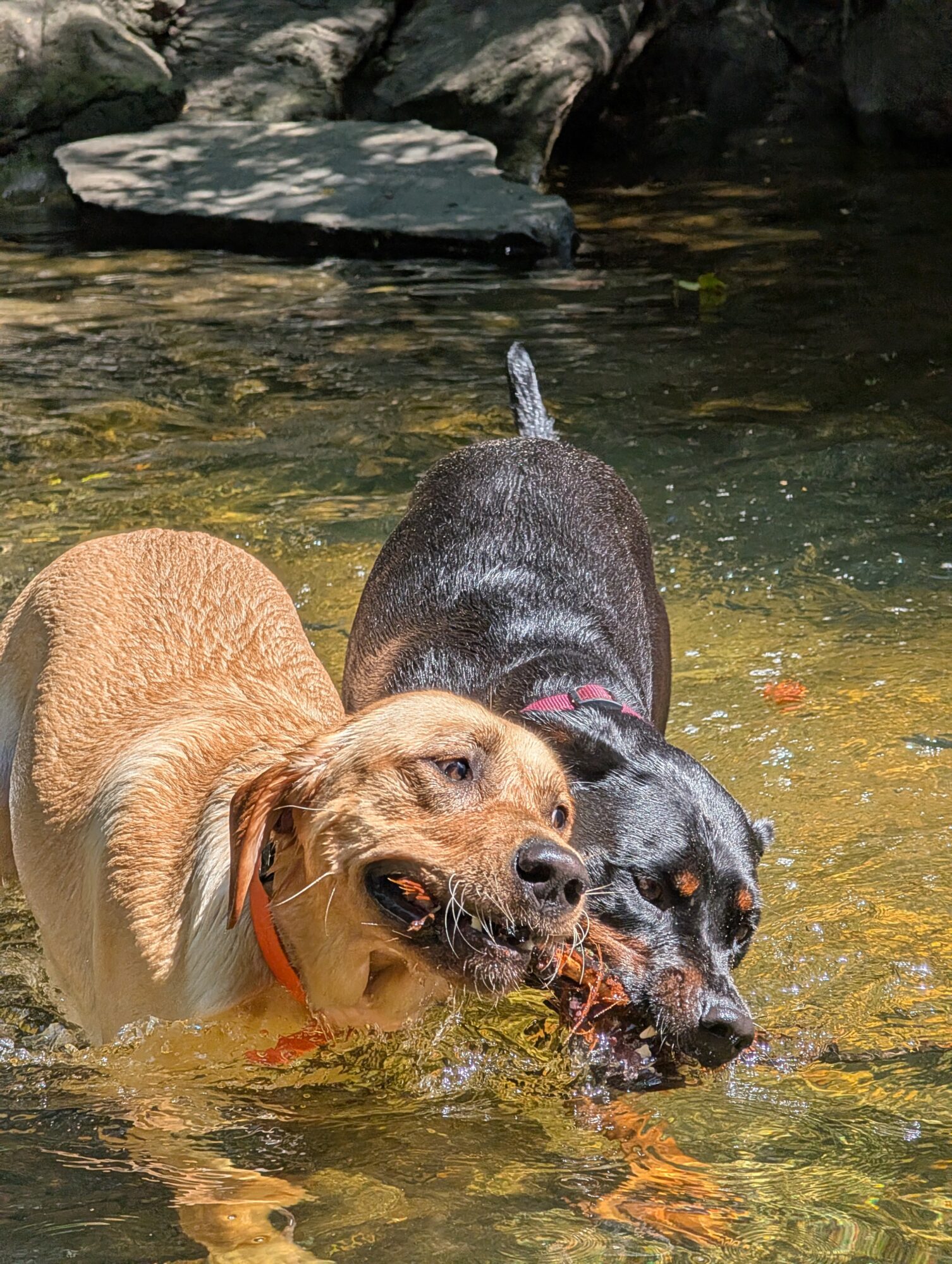 Three dogs playing in water, with rocks in the background, one with a tan coat and two with black coats, all wet.