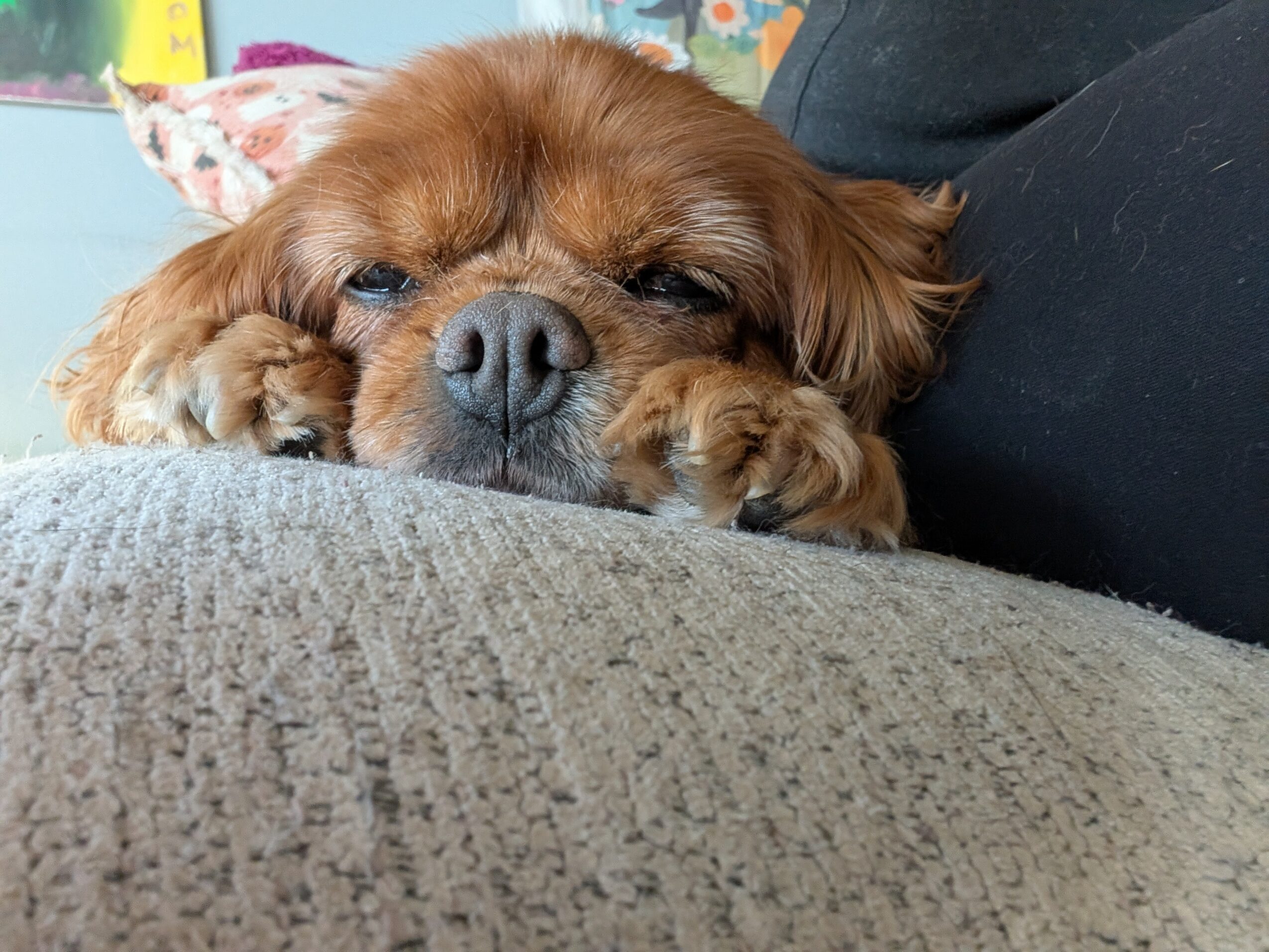 Close-up of a small dog resting its head on a surface, eyes closed, with a background of colorful objects.