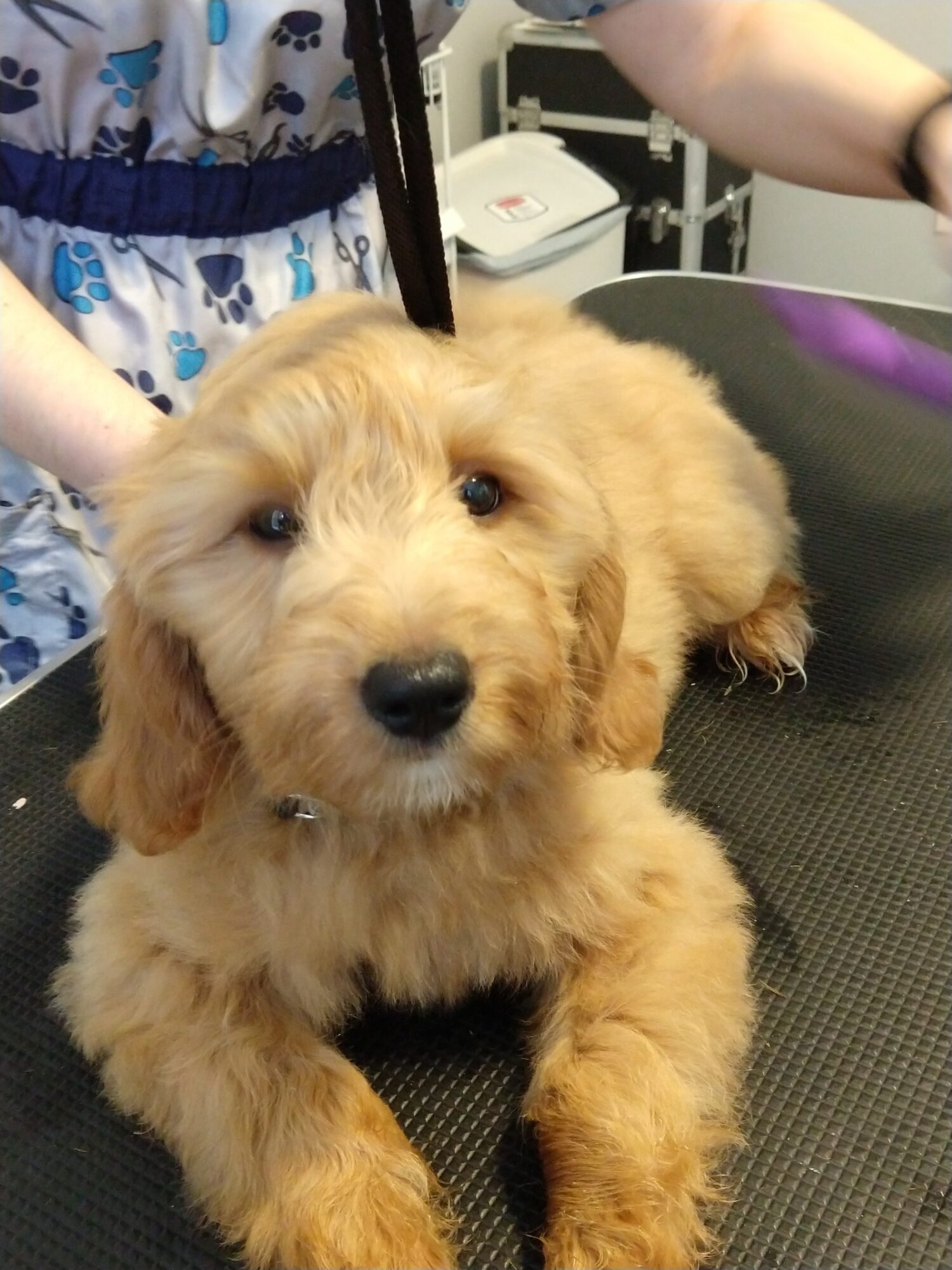 Golden puppy lying on a black surface with a person in a blue and white patterned shirt nearby.