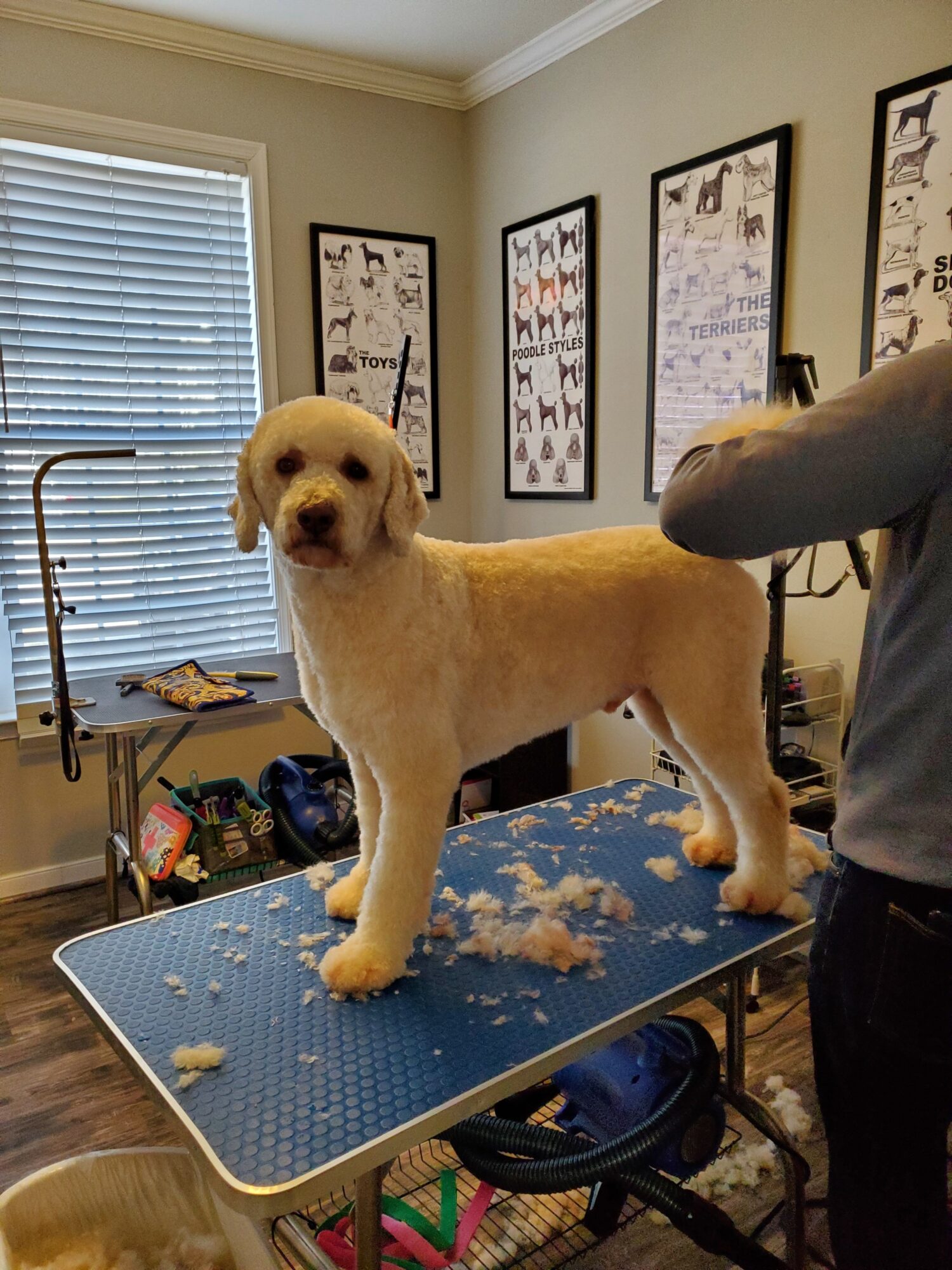 A light-colored puppy standing on a grooming table with a blue mat, surrounded by grooming tools and framed pictures on the wall.