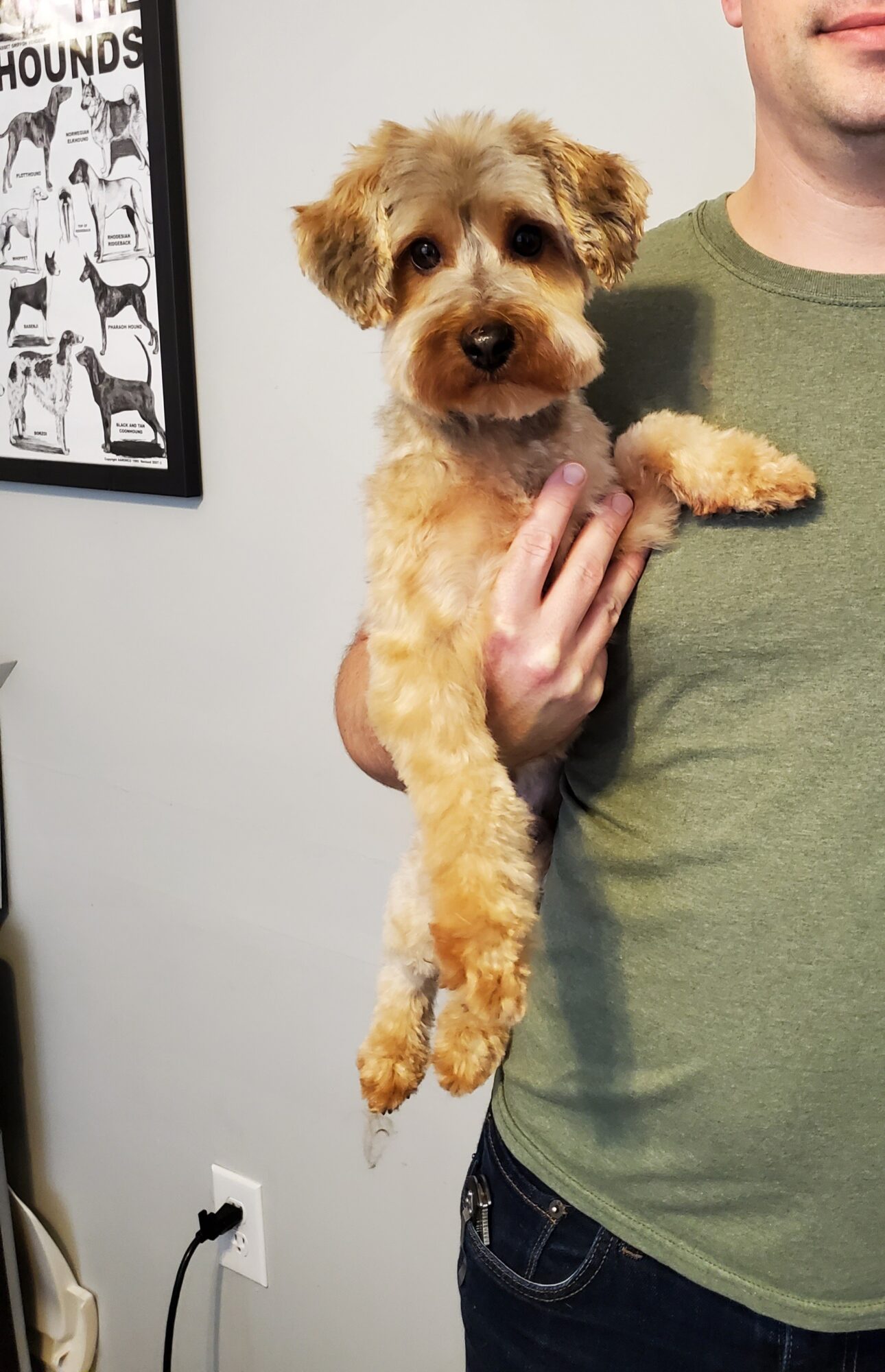 Person holding a small, fluffy dog with light brown fur, against a plain background with a framed picture on the wall
