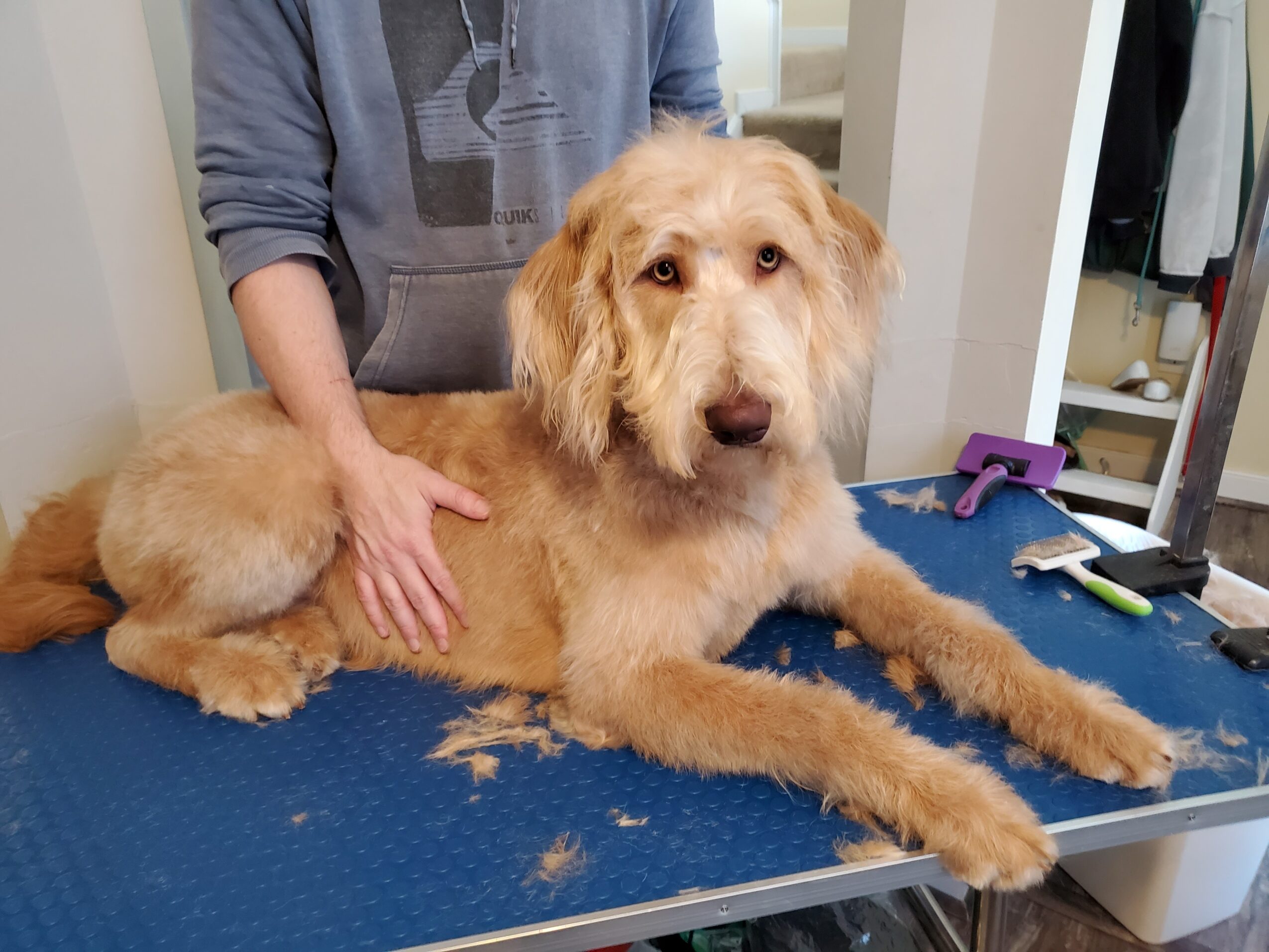 Golden retriever lying on grooming table with person grooming it, fur scattered around, in a room with shelves and grooming tools
