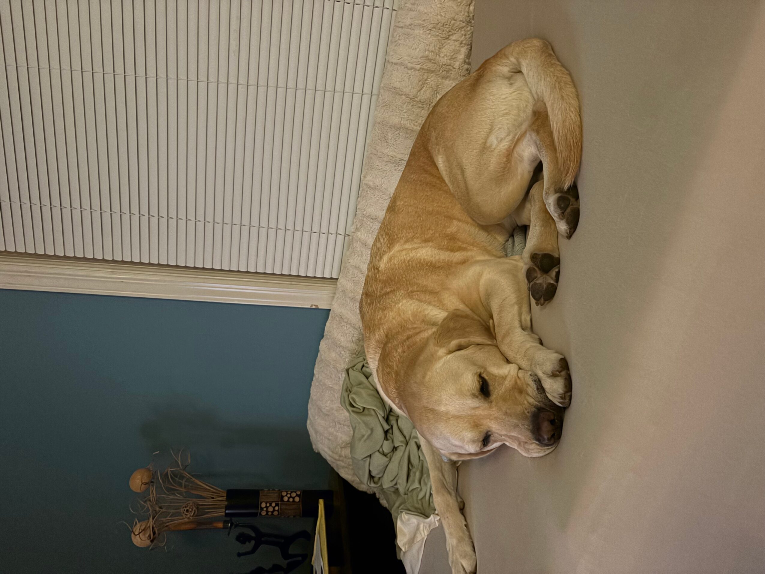 Dog lying on its side on the floor, resting with eyes closed, next to a window with blinds.