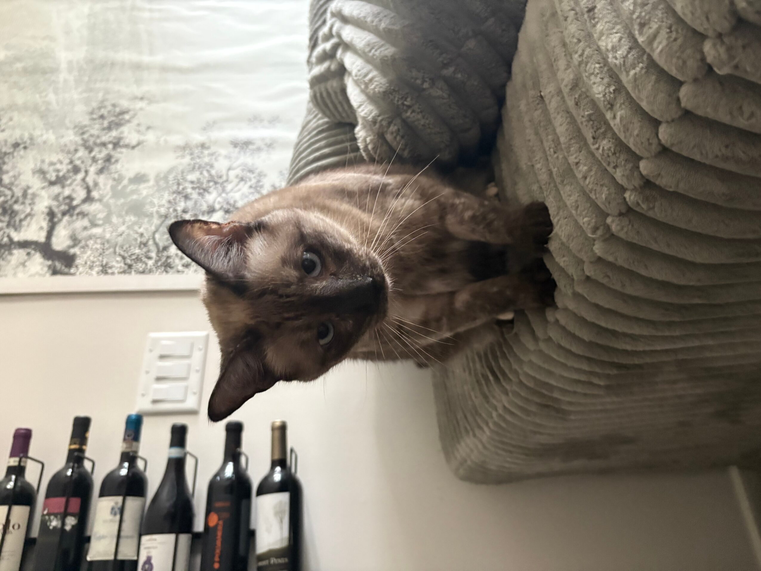 A cat sitting on a beige textured sofa, looking to the side, with a window and bottles in the background.