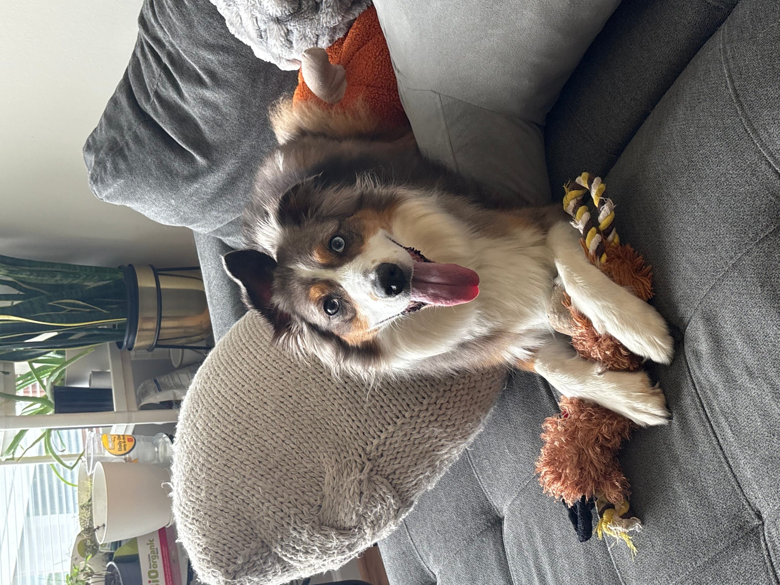 Dog with tongue out sitting on a gray couch, surrounded by pillows and a blanket, in a living room.