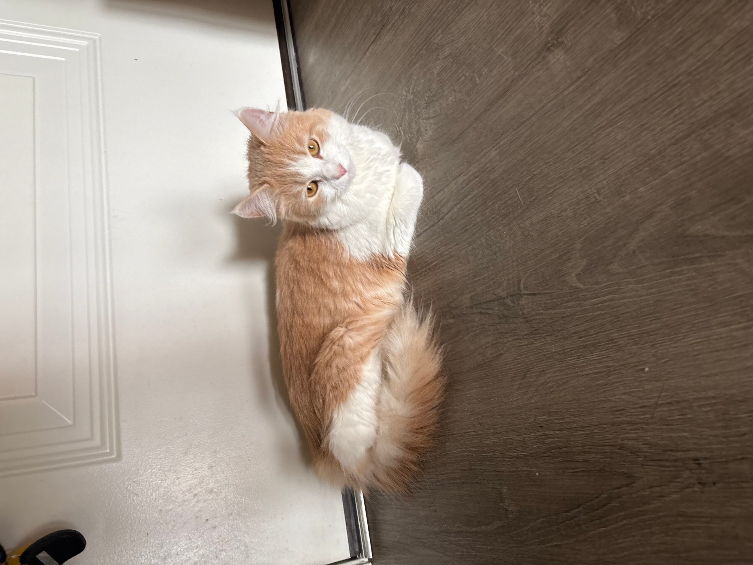 Cream and orange fluffy cat sitting on a floor, facing sideways, with a wooden wall behind it.