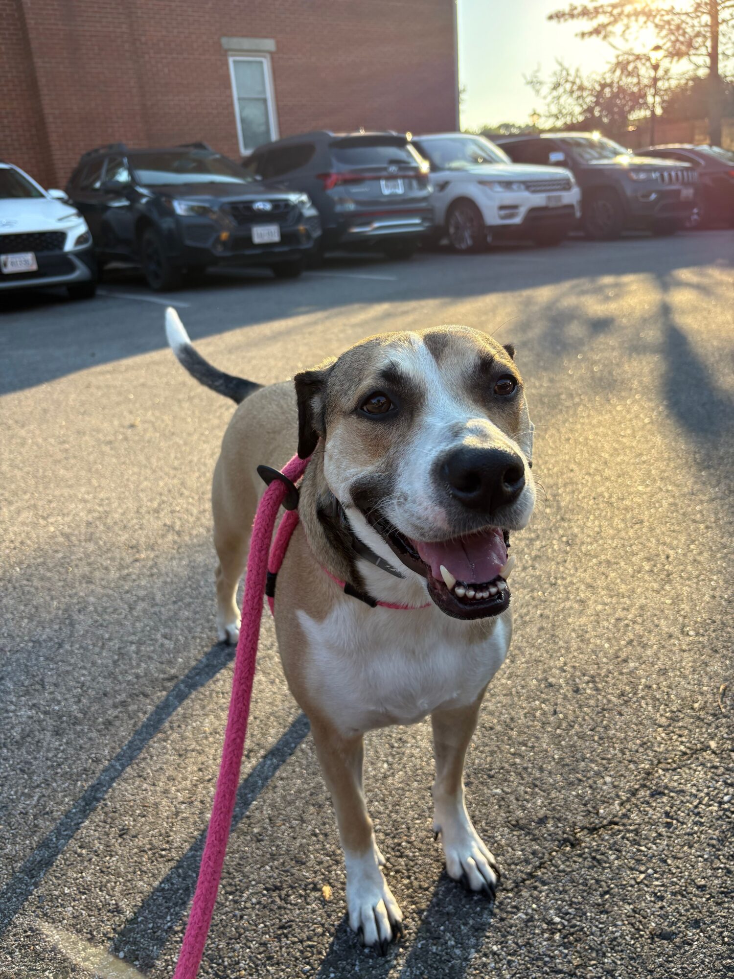 Dog with a pink leash standing on a paved surface, cars parked in the background, sunlight casting shadows.