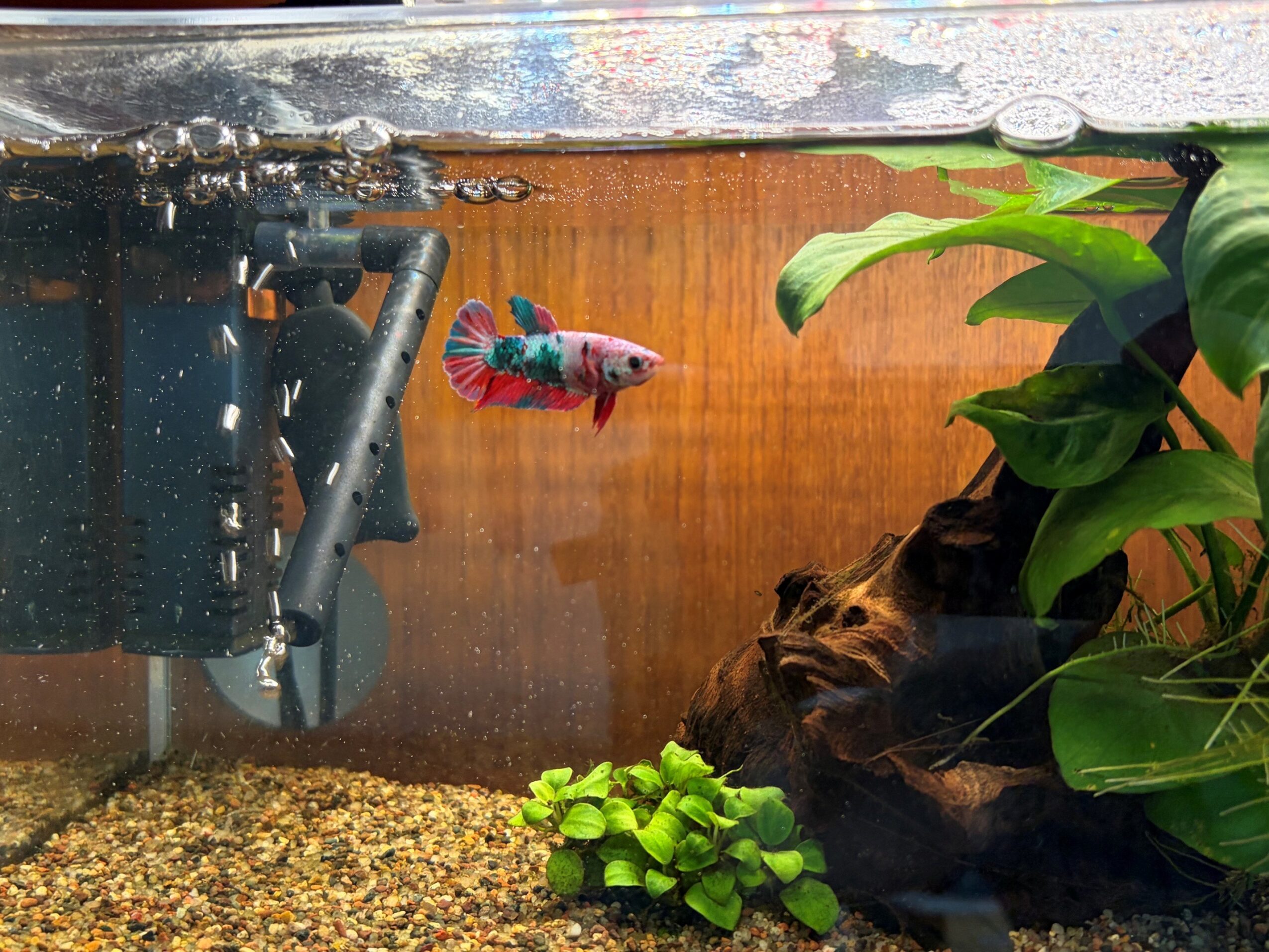 Betta fish swimming in an aquarium with plants and a filter, water surface visible at the top.