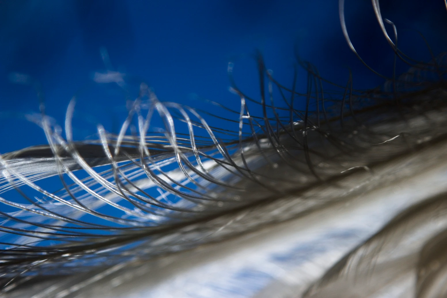 Close-up of a fish's fin with thin, spiny rays against a blue background.