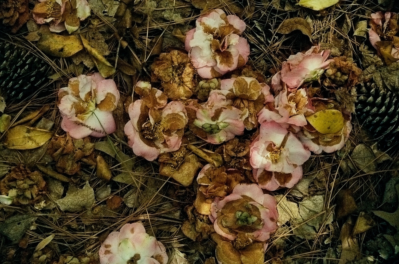 Cluster of wilted pink and brown flowers on a bed of leaves and twigs.