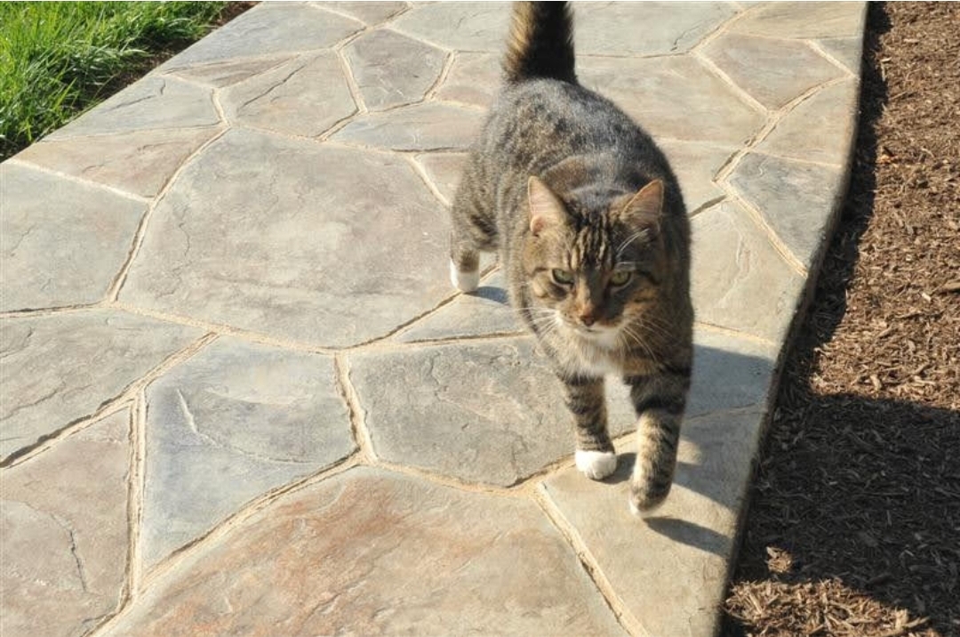 A tabby cat walking on a stone pathway outdoors, with grass and soil nearby.