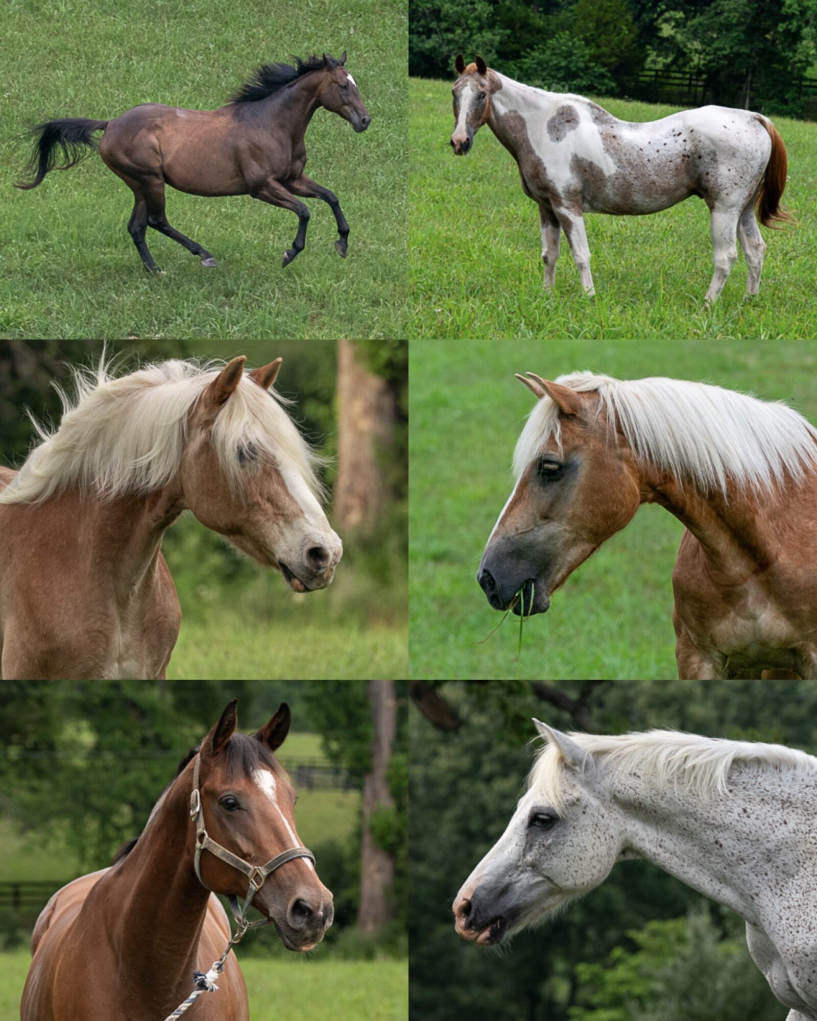 Six horses in various colors and patterns standing outdoors on grass, with trees in the background.