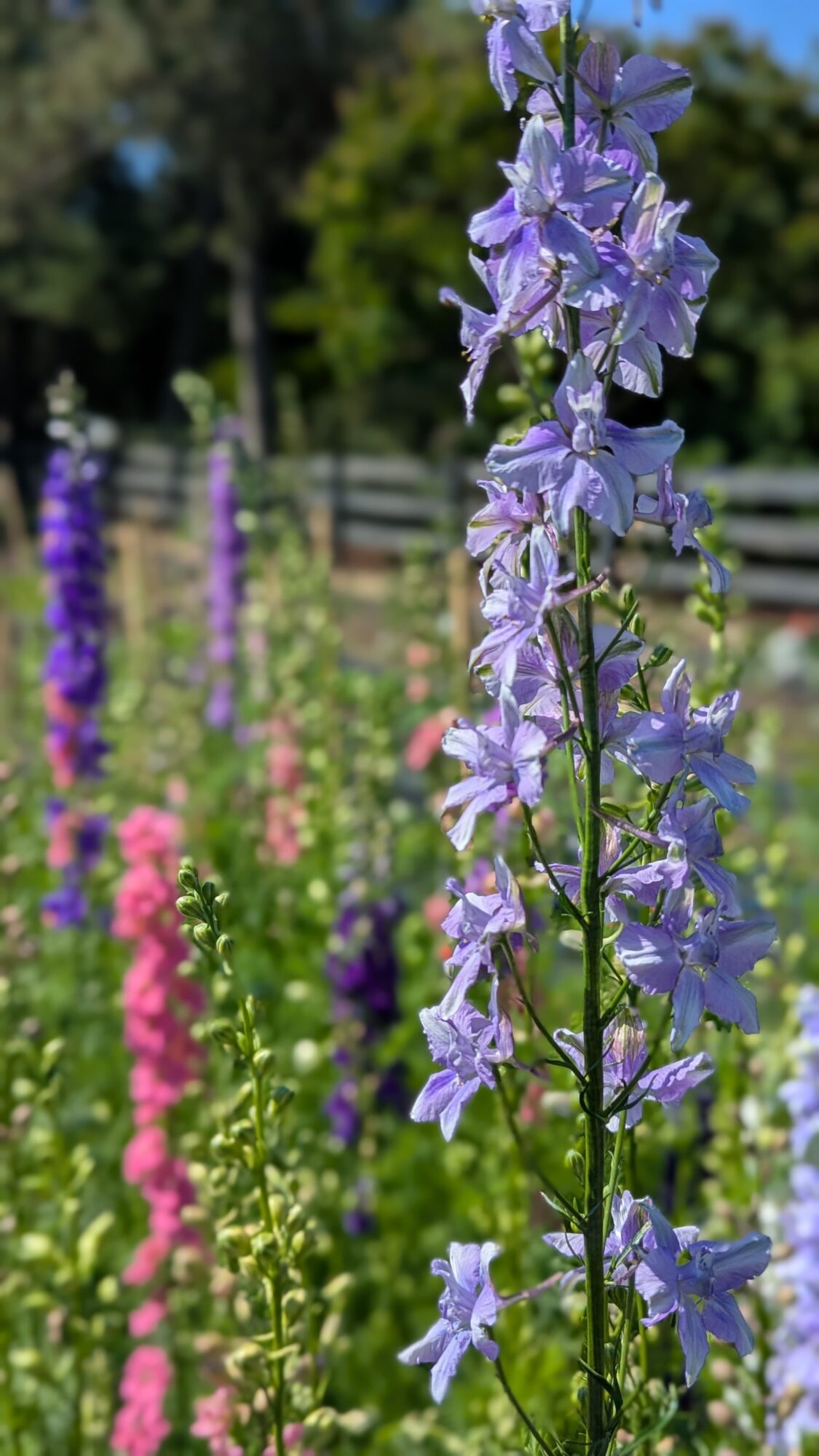 Tall purple flower with multiple blossoms in a garden with other colorful flowers and a wooden fence in background.