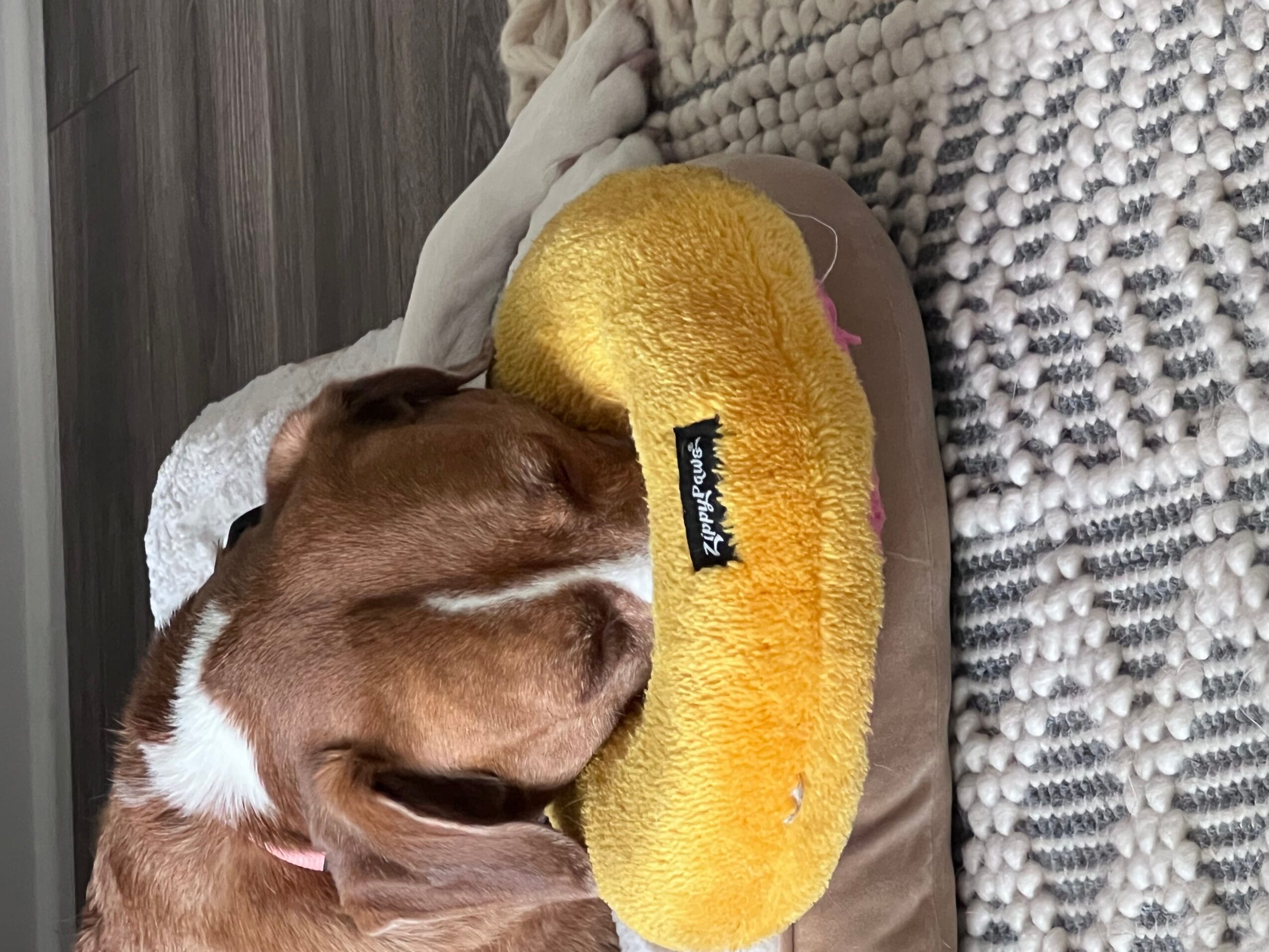 Dog resting on a yellow plush toy on a textured blanket, viewed from the side.