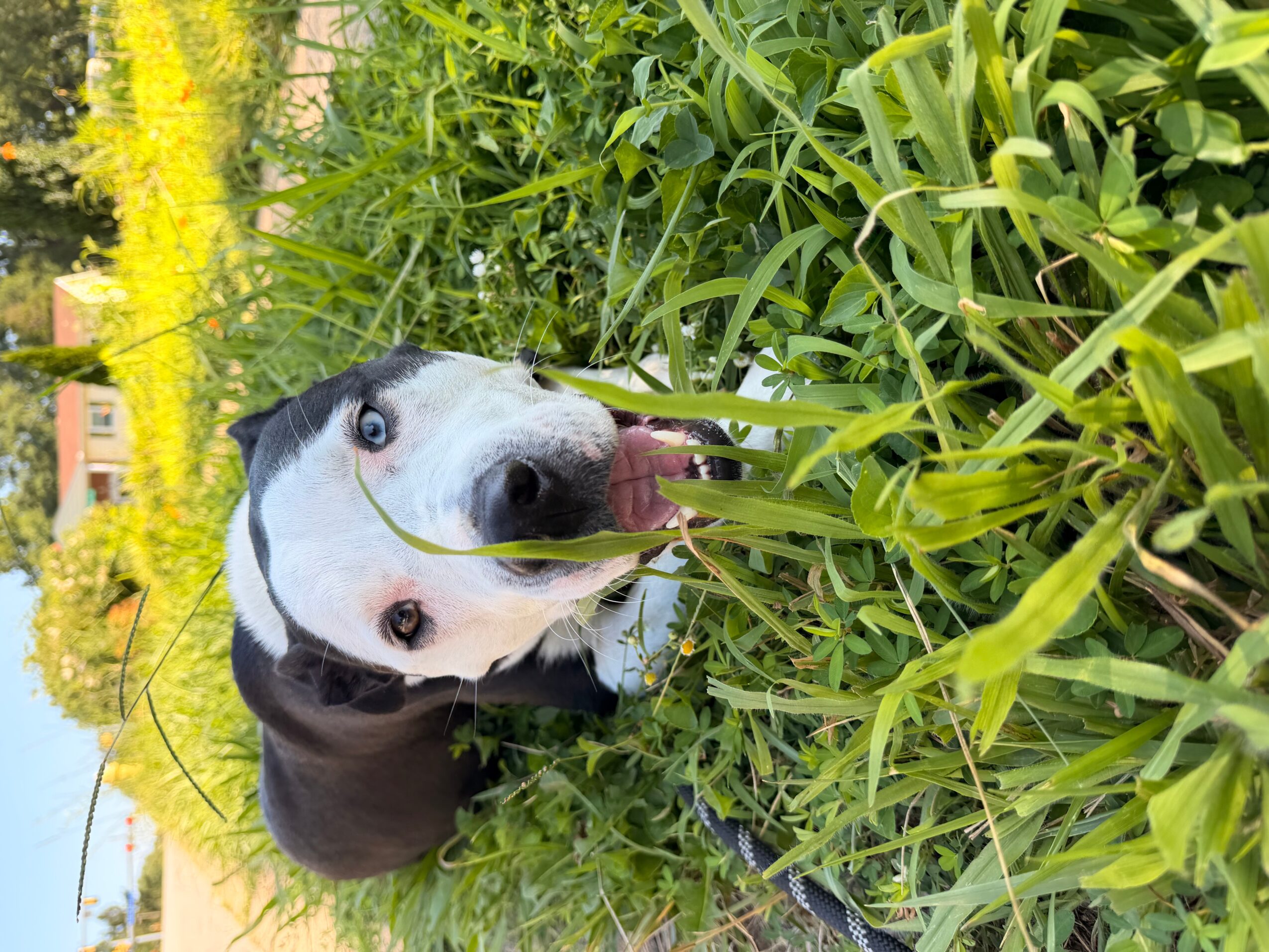 Dog with black and white fur lying in green grass, looking at the camera with its tongue out.