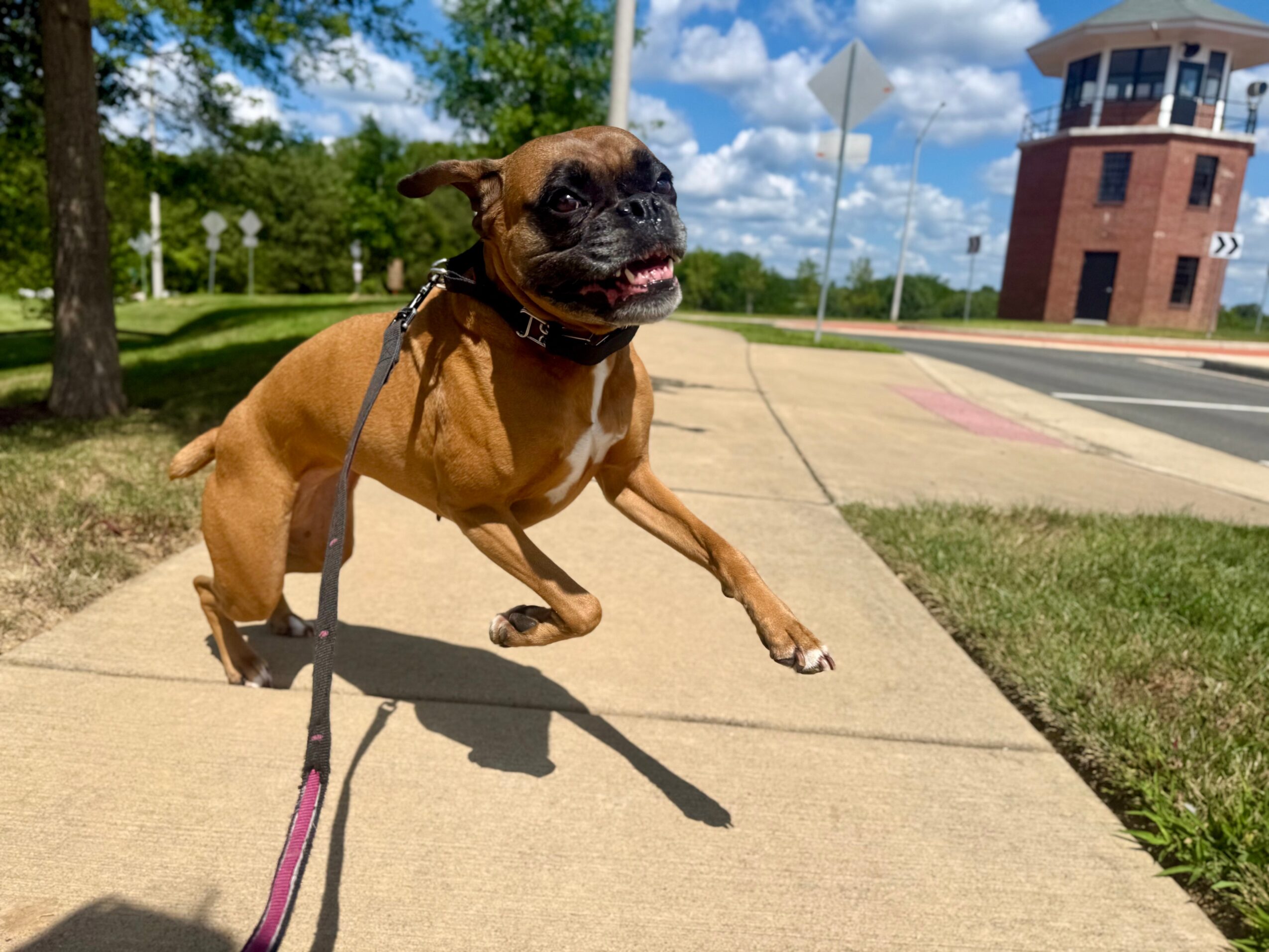 Dog jumping on sidewalk with trees, building, and blue sky in background.