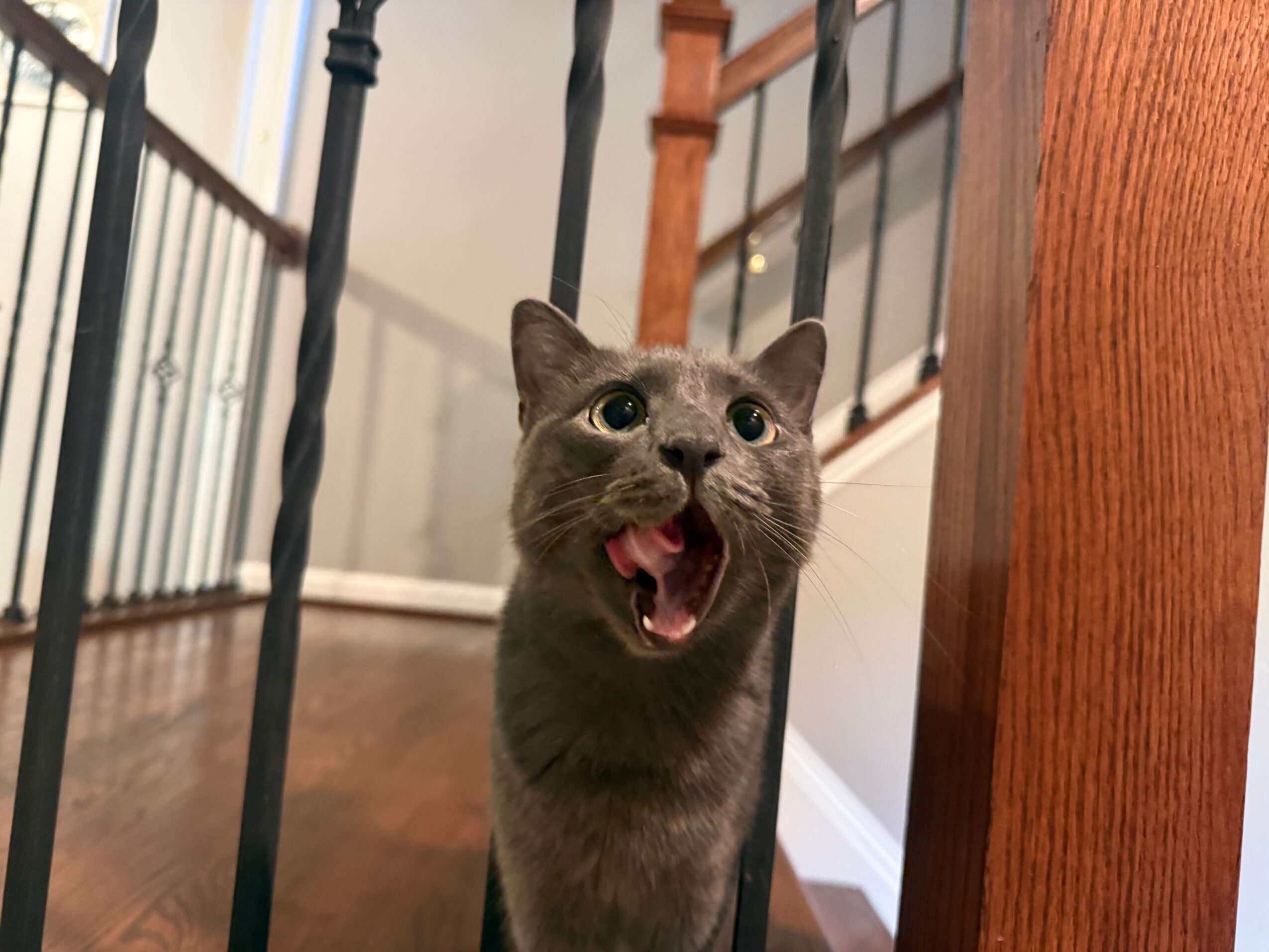 Gray cat with mouth open, showing teeth, standing between black metal bars indoors.