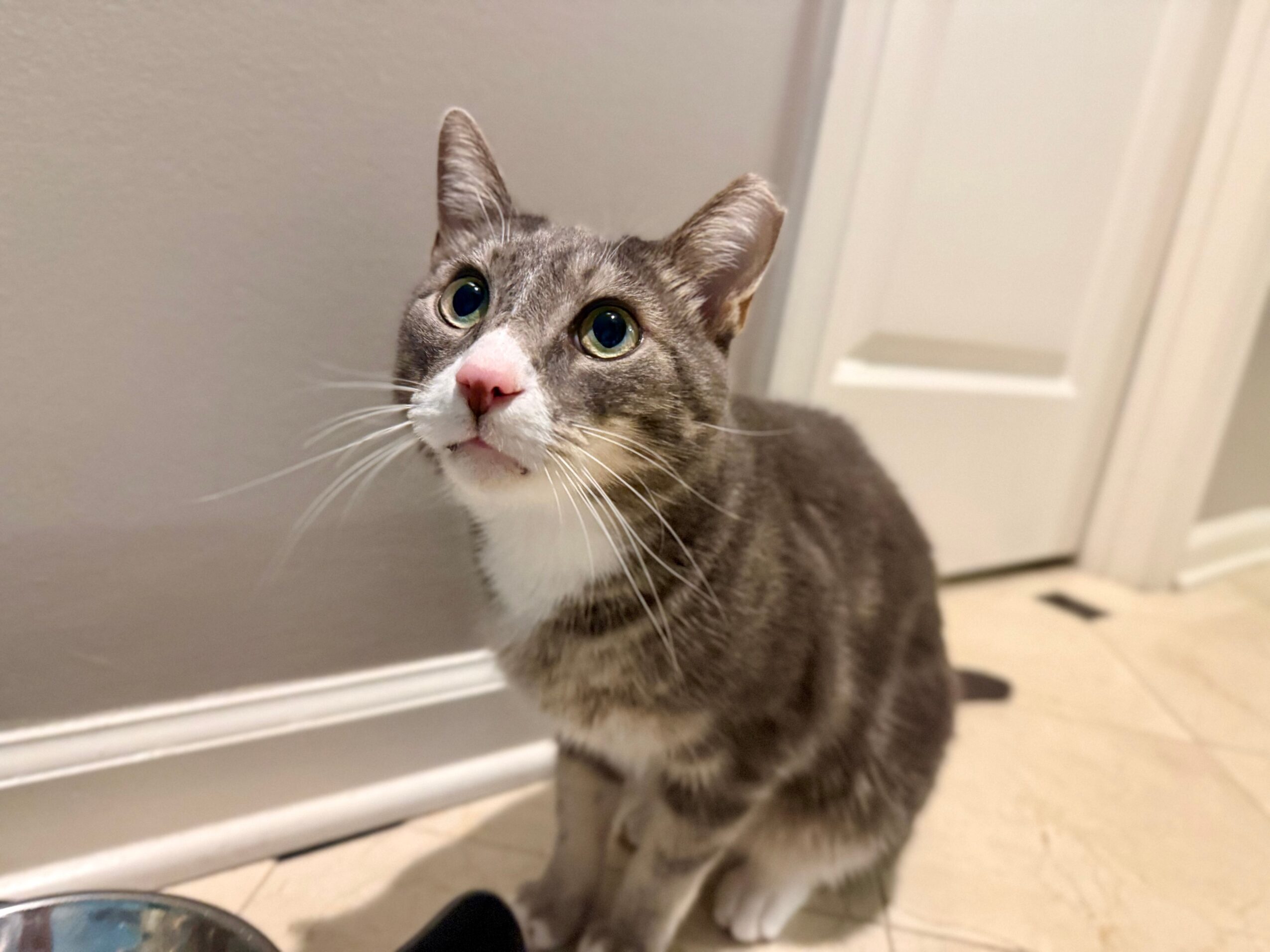 Gray tabby cat with white chest and paws looking up, indoors near a wall and door, on a tiled floor.