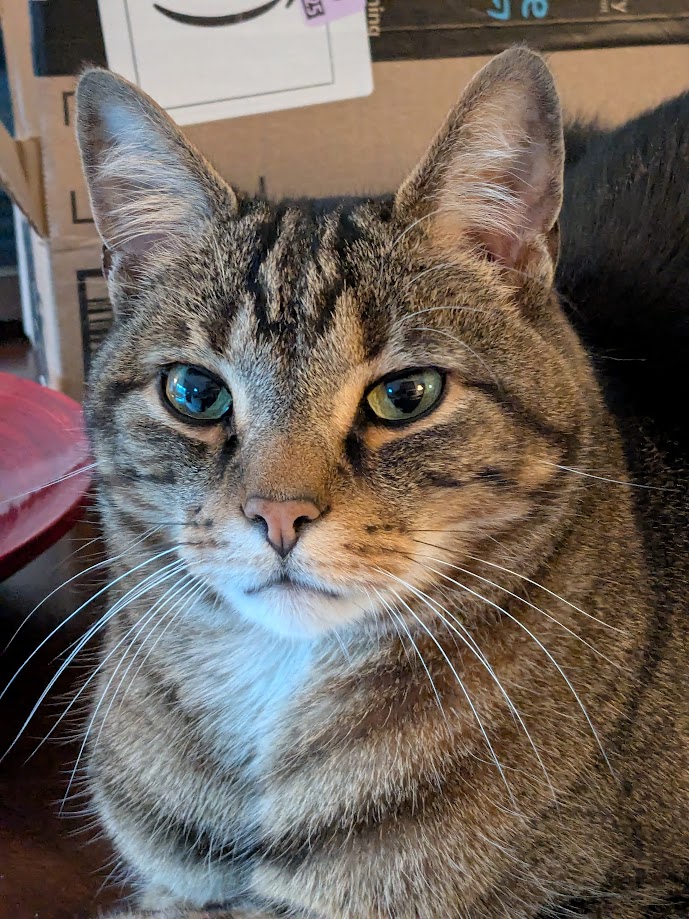 Close-up of a tabby cat with green eyes and striped fur, looking directly at the camera.
