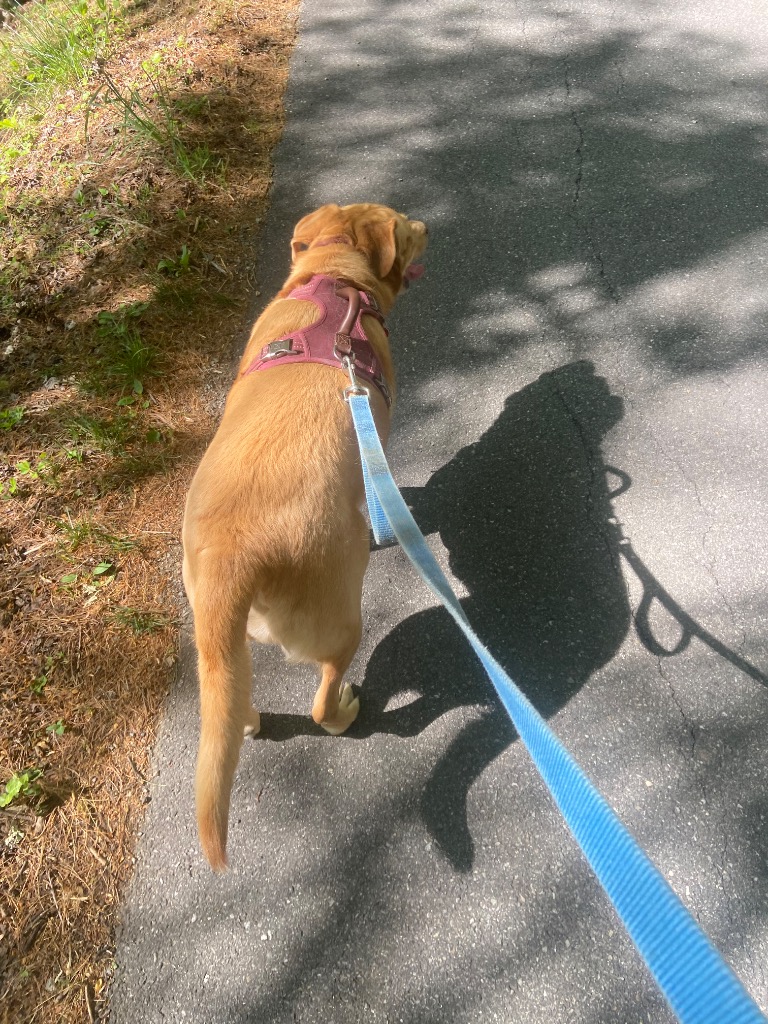 Dog on a leash walking on a paved path with shadows and grass nearby.